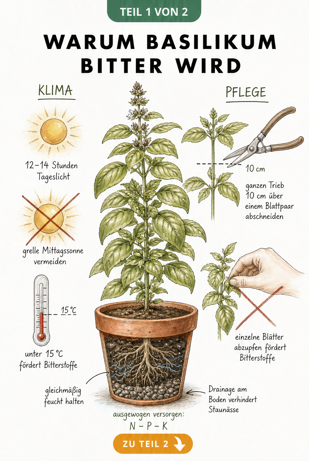 Botanische Illustration einer Basilikumpflanze im Terrakottatopf mit Hinweisen zu Klima, Pflege und Erde, die Bitterkeit verursachen.