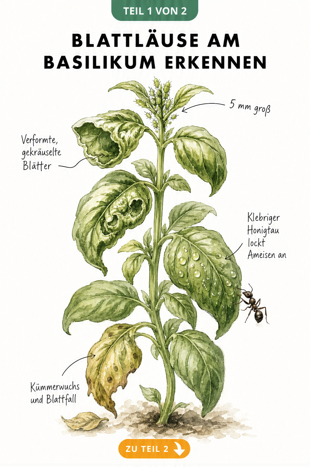 Botanische Illustration einer Basilikumpflanze mit typischen Schadbildern von Blattläusen wie verformten Blättern und Honigtau