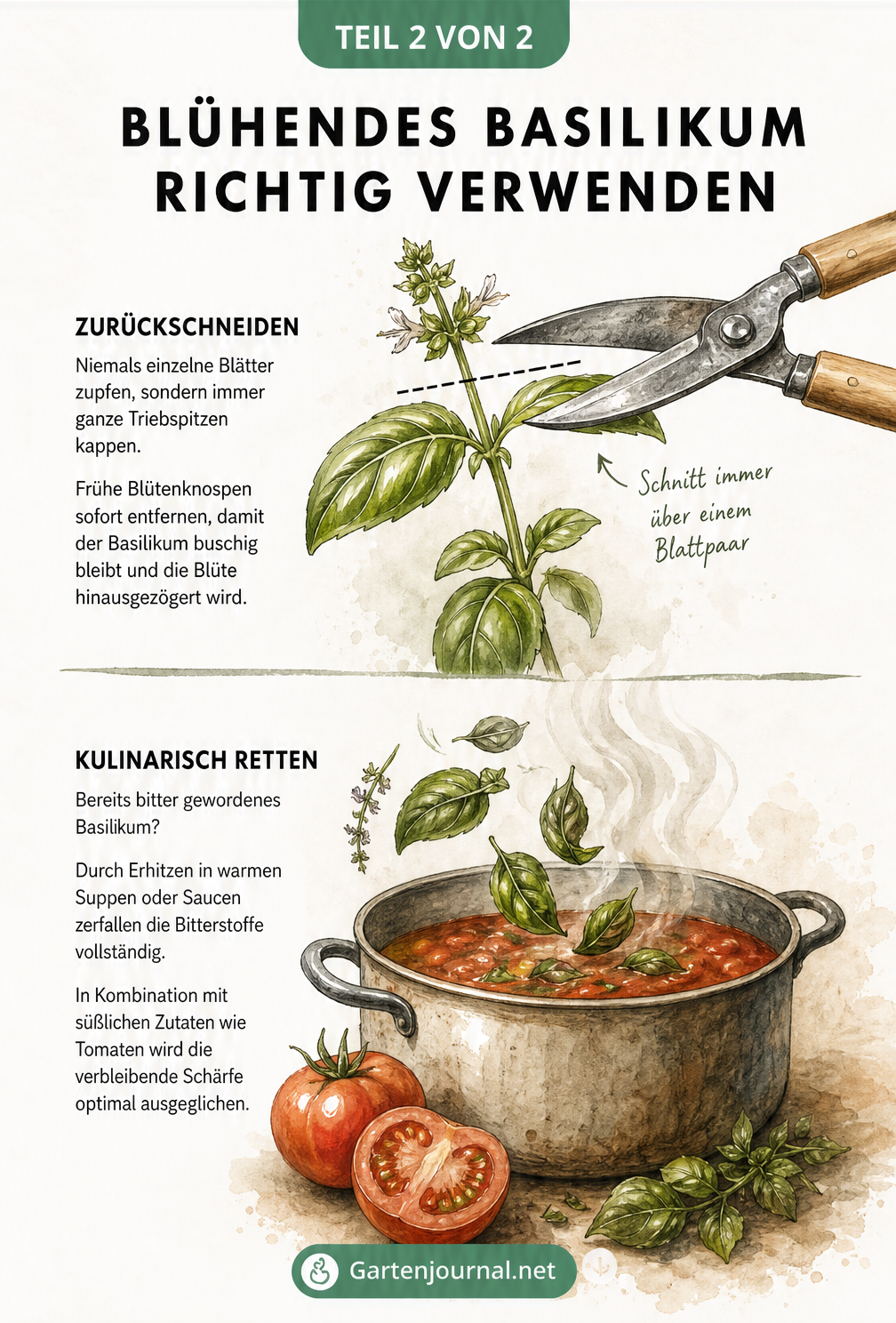 Illustration eines Basilikum-Rückschnitts mit einer Gartenschere und eines Kochtopfs mit Basilikumblättern und Tomaten.