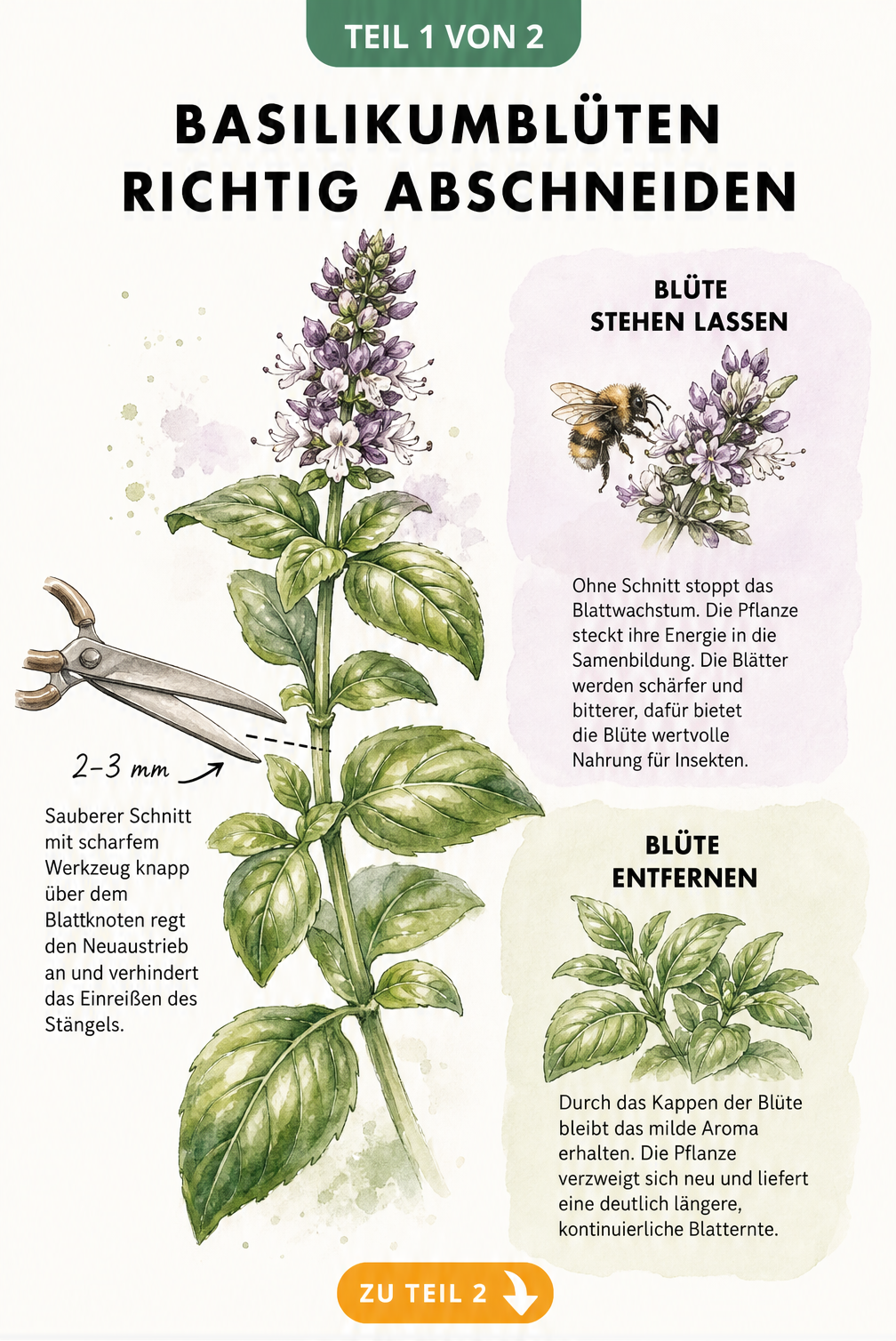 Illustration eines Basilikumtriebs mit Blüte und Gartenschere, die den Schnittpunkt über einem Blattknoten zeigt
