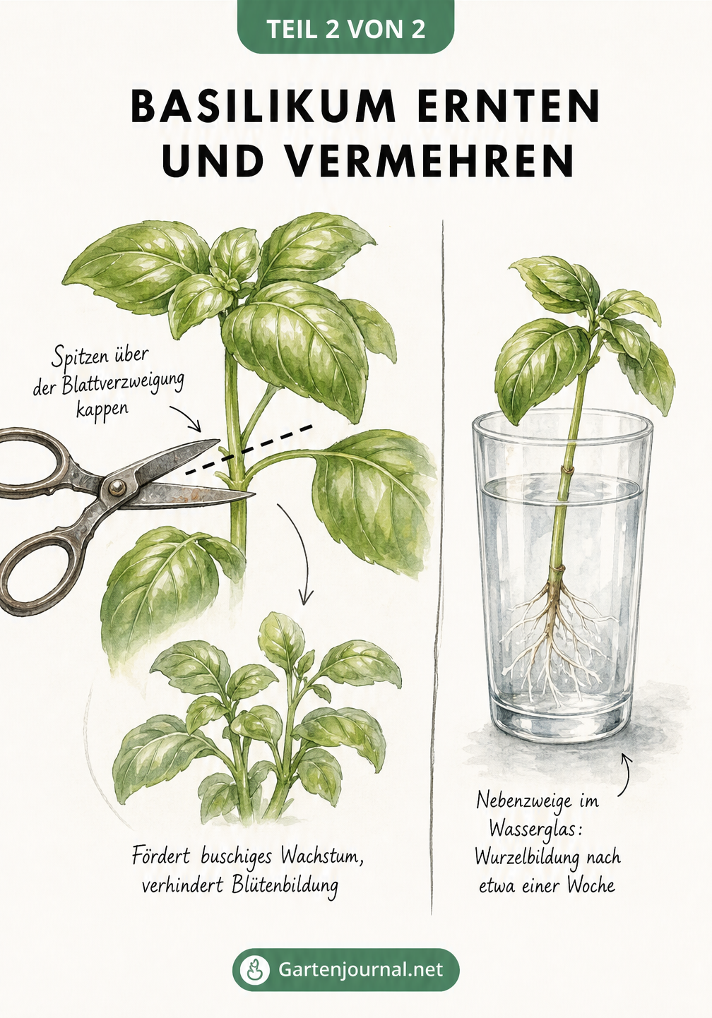 Skizze eines Basilikumtriebs, der mit einer Kräuterschere über der Blattverzweigung abgeschnitten wird, sowie ein Basilikumzweig im Wasserglas zur Wurzelbildung