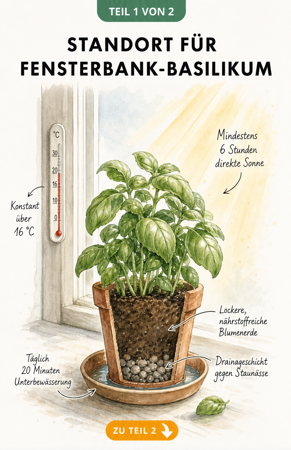 Illustration einer Basilikumpflanze im Terrakottatopf auf einer Fensterbank mit Querschnitt der Drainageschicht und Hinweisen zu Licht und Temperatur