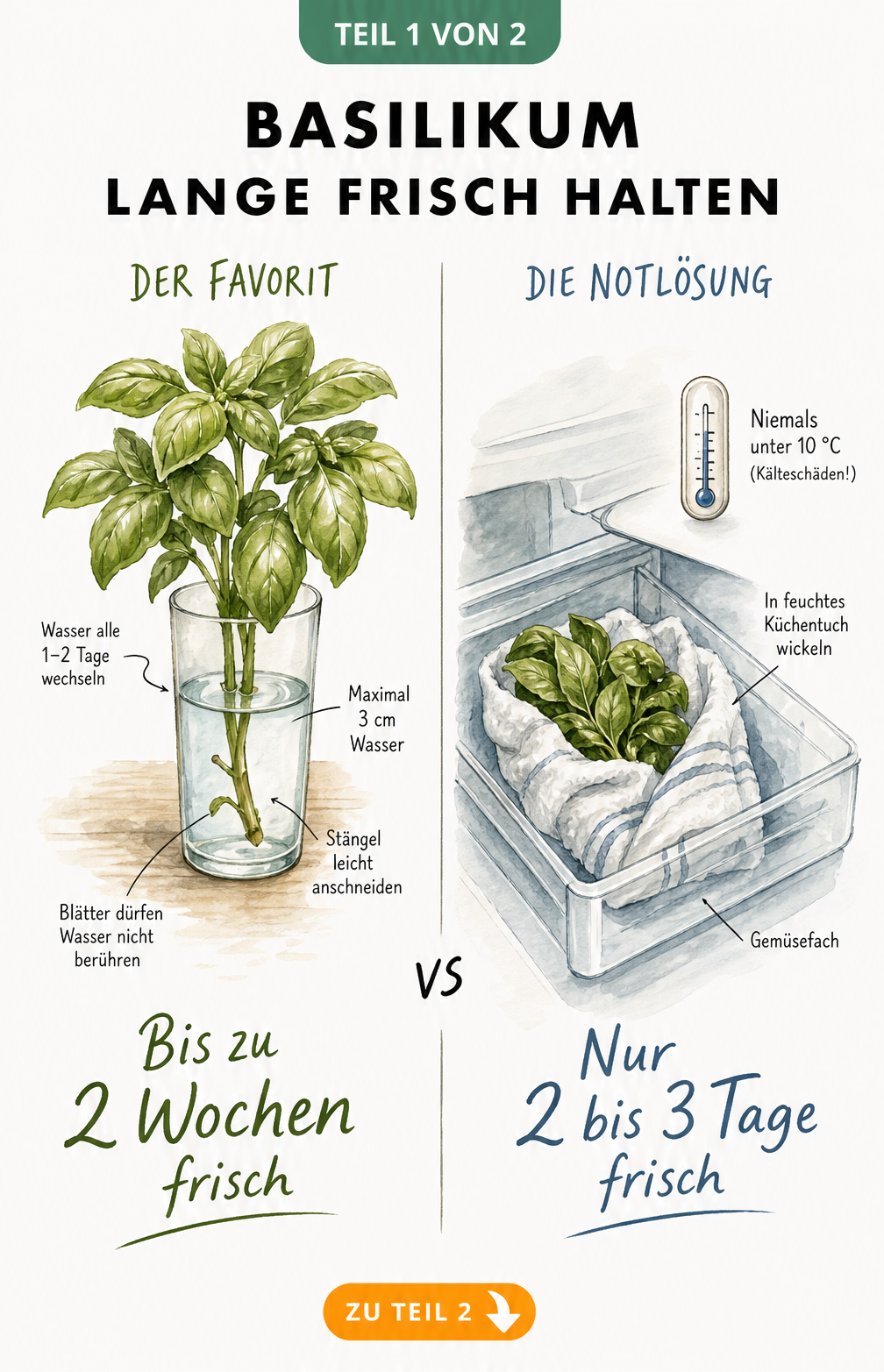 Illustration von Basilikum in einem Wasserglas und in einem feuchten Küchentuch im Kühlschrank