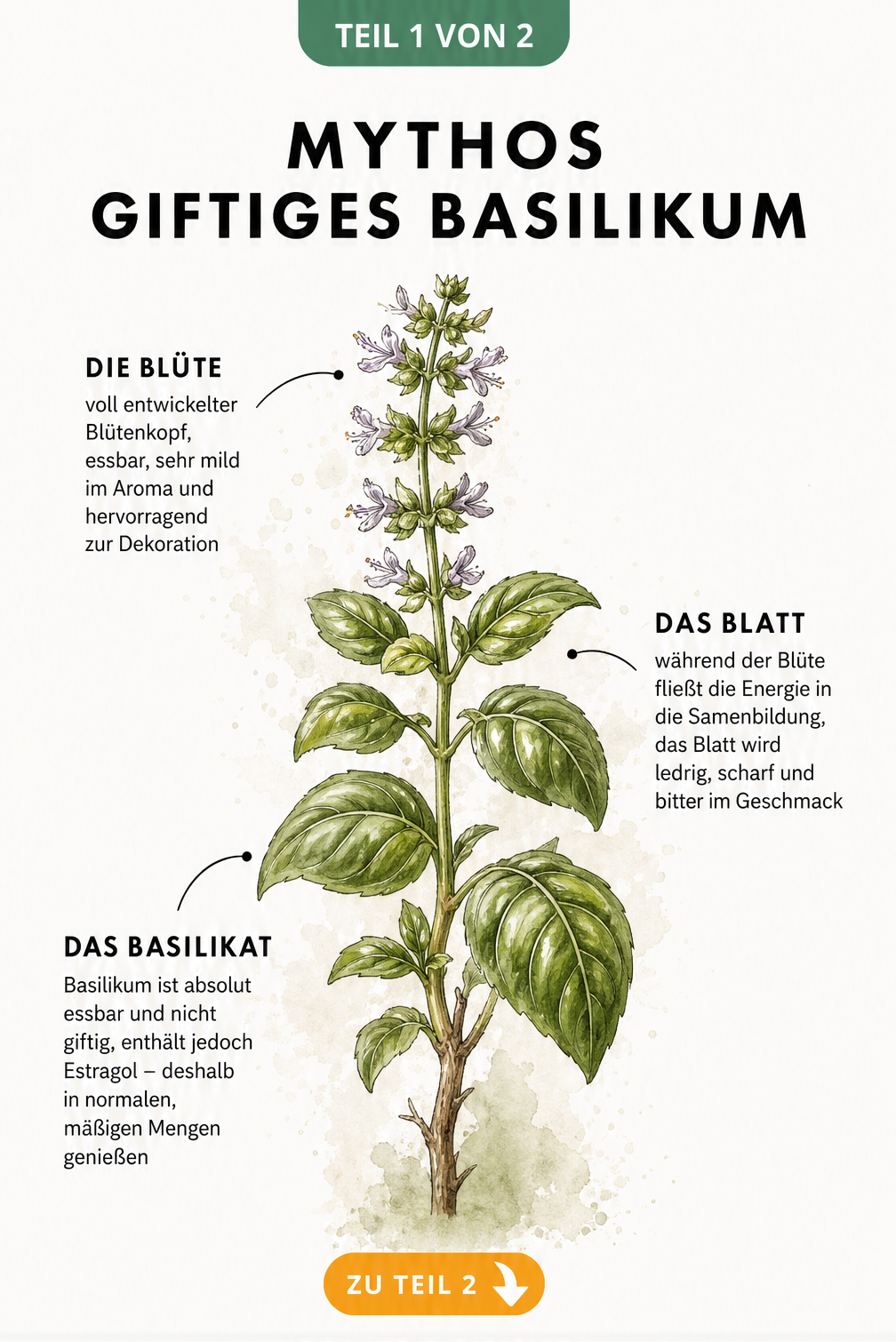 Botanische Illustration eines Basilikumzweigs, der von saftigen Blättern unten bis zur Blüte oben reicht, mit Erklärungen zur Essbarkeit und...