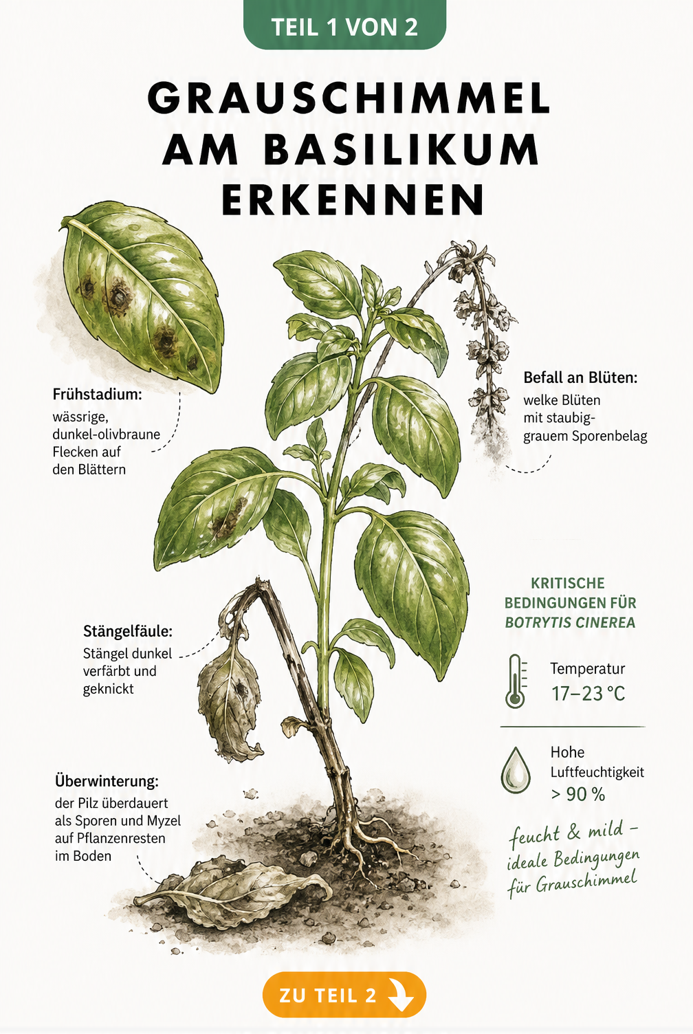 Botanische Illustration einer Basilikumpflanze mit Grauschimmel-Symptomen wie braunen Flecken und Stängelfäule