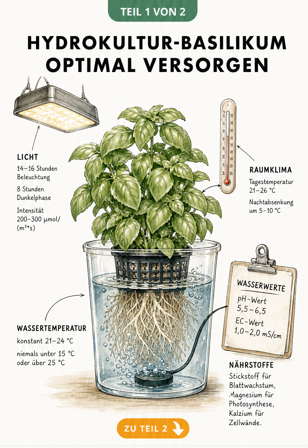 Botanische Illustration einer Basilikumpflanze in einem Tiefwasserkultur-System mit Angaben zu Licht, Temperatur und Wasserwerten