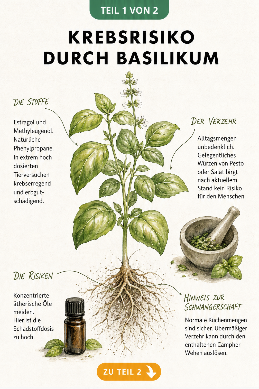 Botanische Zeichnung einer Basilikumpflanze mit Erklärungen zu Estragol, Methyleugenol und dem Verzehrrisiko