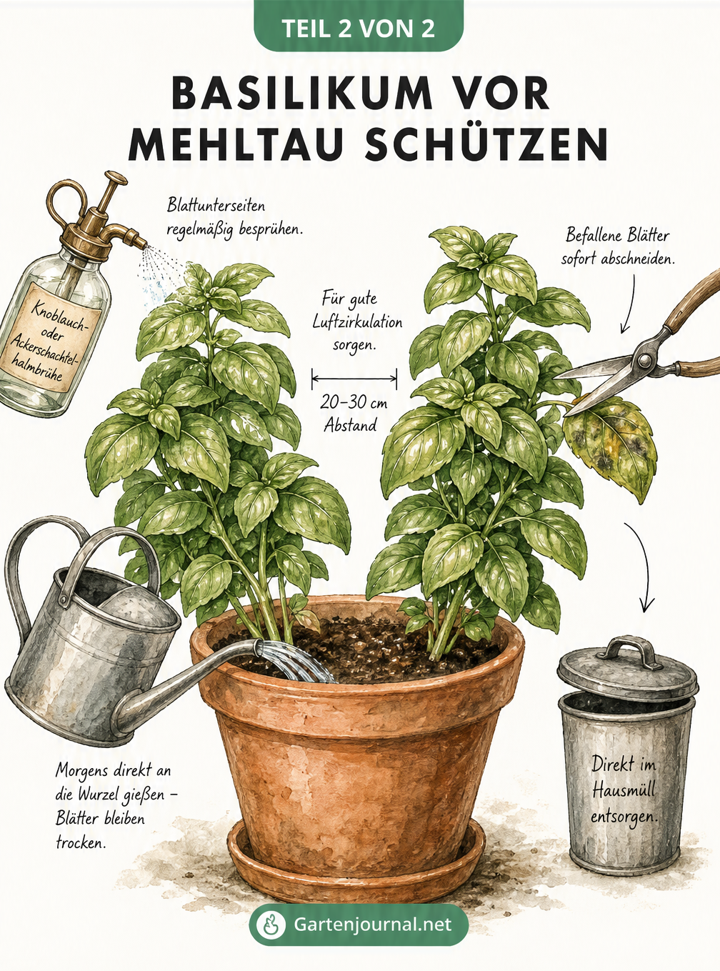 Illustration von zwei Basilikumpflanzen im Terrakotta-Topf mit Hinweisen zu Luftzirkulation, richtigem Gießen und der Behandlung mit Ackerschachtelhalmbrühe.
