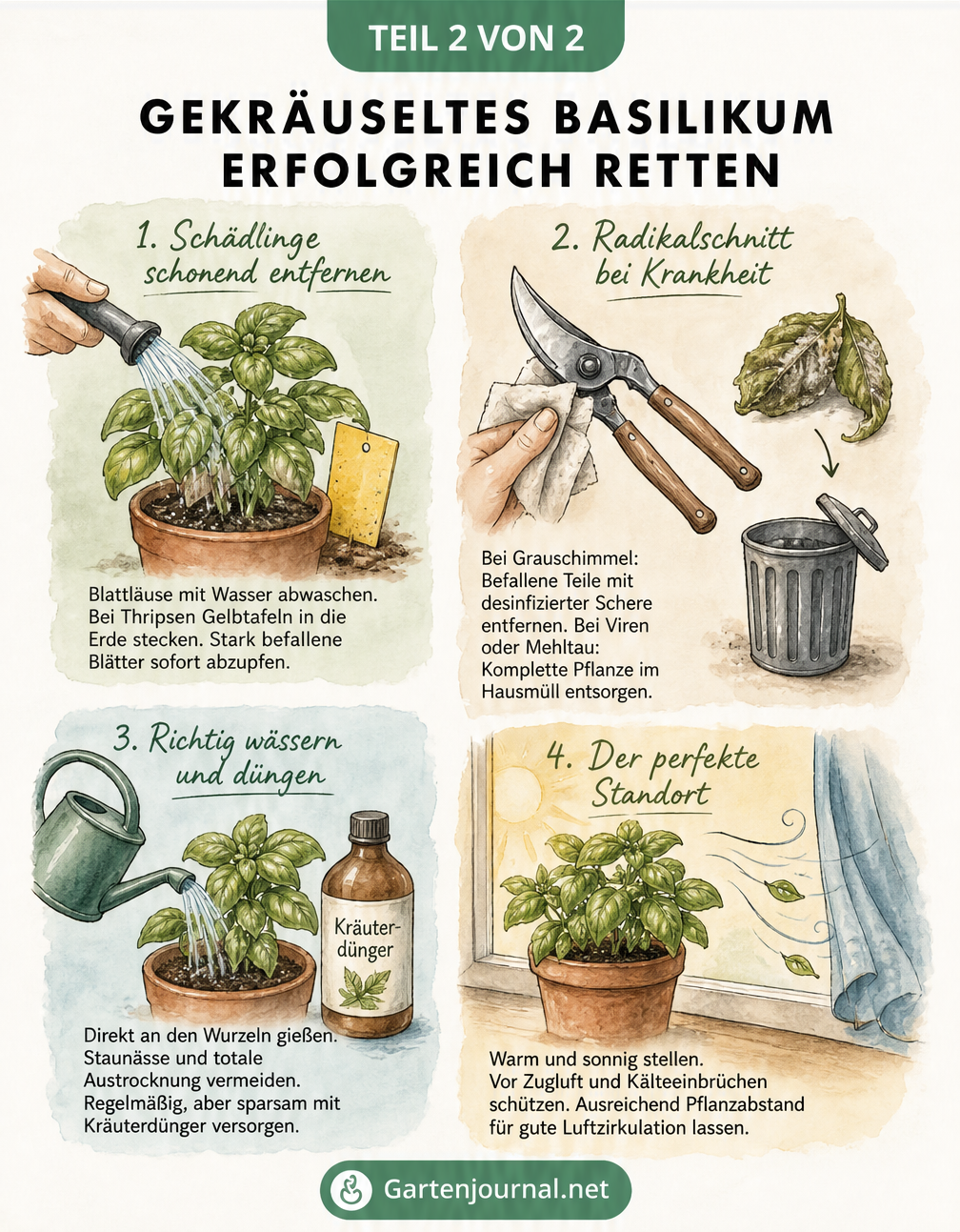 Illustration von Pflegemaßnahmen für Basilikum: Schädlinge abwaschen, kranke Blätter abschneiden, richtig gießen und Standort wählen