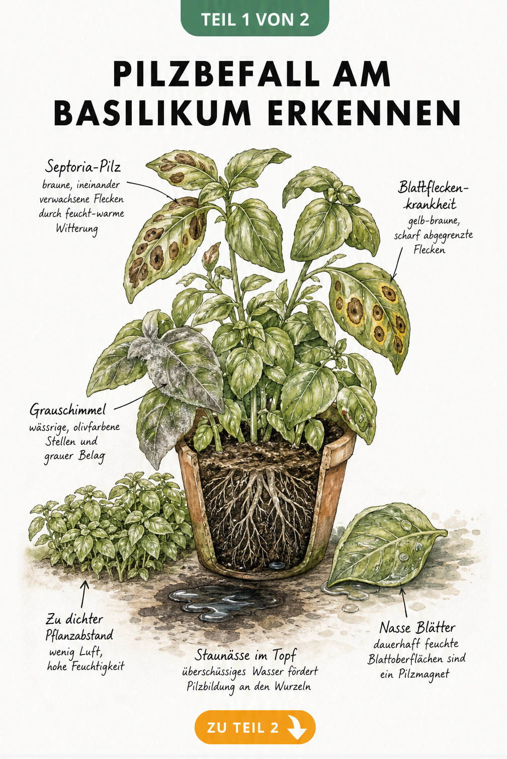 Illustration einer Basilikumpflanze mit Septoria-Pilz, Blattfleckenkrankheit und Grauschimmel sowie Ursachen wie Staunässe und enger Pflanzabstand
