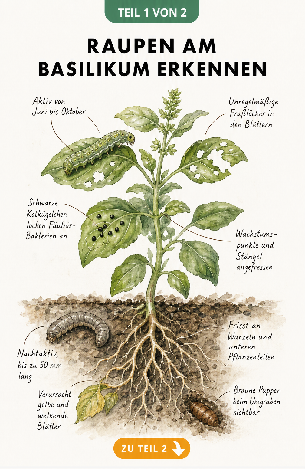 Botanische Illustration einer Basilikumpflanze mit Gammaeule an den Blättern und Erdraupe an den Wurzeln