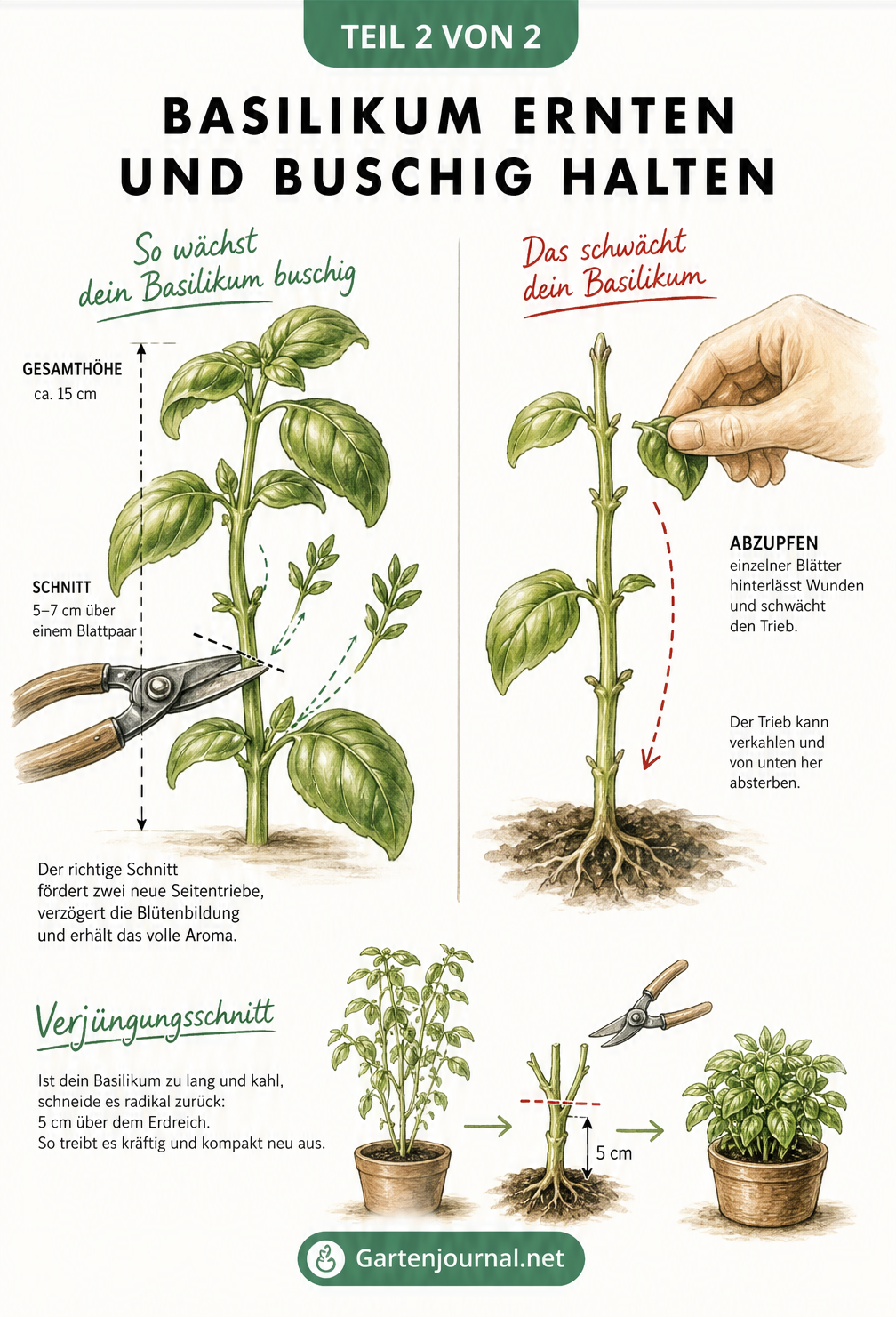 Botanische Illustration eines Basilikumtriebs, die den richtigen Schnitt oberhalb einer Blattverzweigung zeigt und vor dem Abzupfen einzelner Blätter warnt