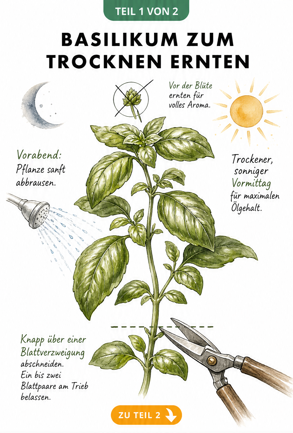 Botanische Illustration eines Basilikumtriebs, die zeigt, wie man ihn knapp über einer Blattverzweigung abschneidet.