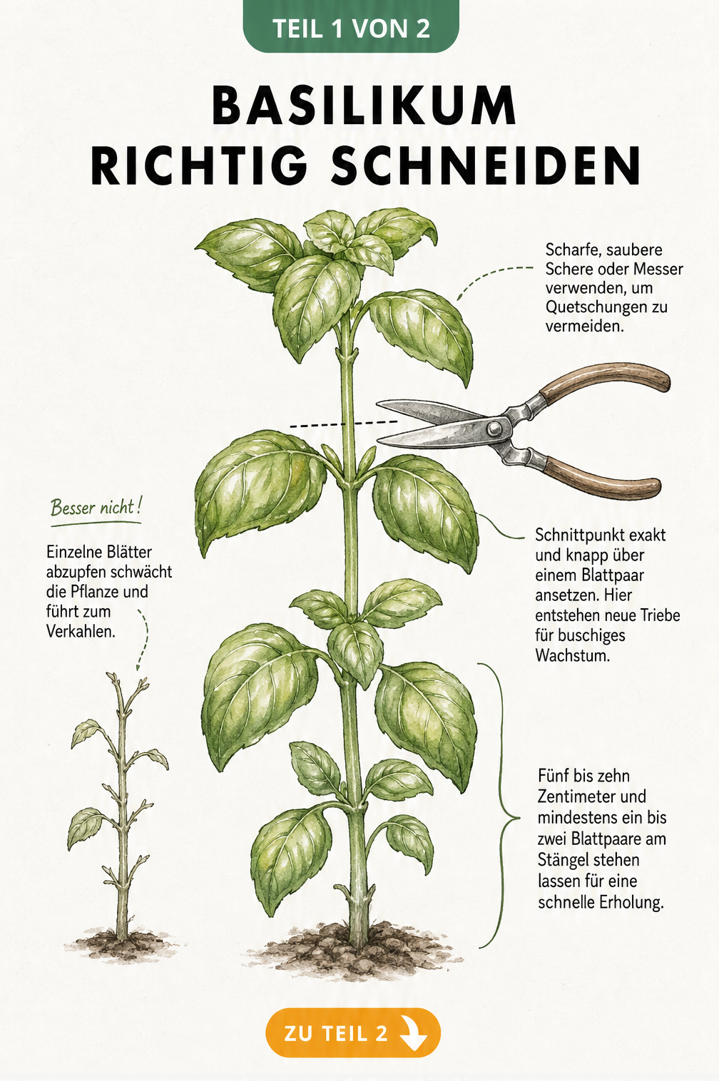 Botanische Illustration eines Basilikumstängels, die zeigt, wie man mit einer Schere knapp über einem Blattpaar schneidet, um buschiges Wachstum zu fördern.
