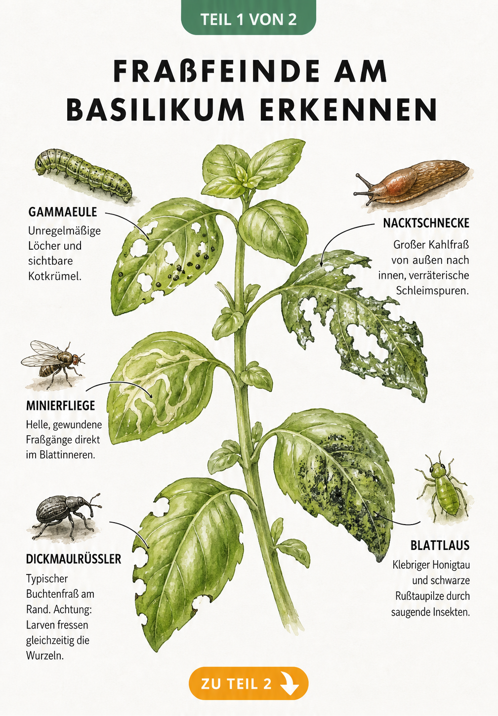 Handgezeichnete Illustration von Basilikumblättern mit typischen Fraßspuren von Raupe, Minierfliege, Dickmaulrüssler, Nacktschnecke und Blattlaus.