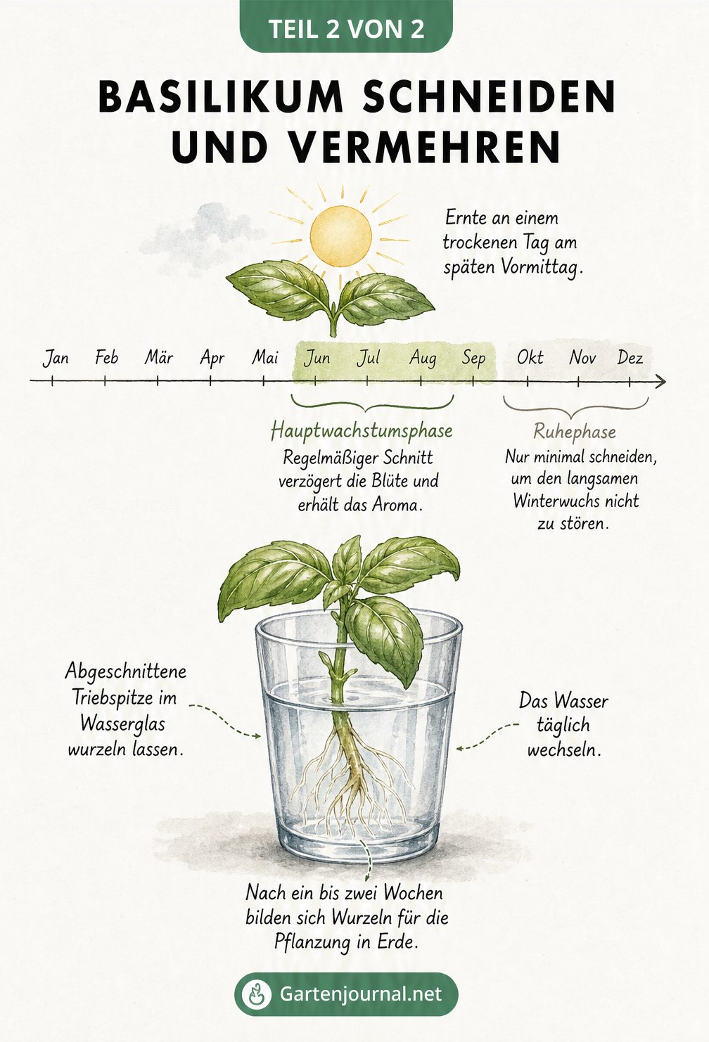 Illustration zum optimalen Zeitpunkt für den Basilikumschnitt im Sommer und zur Vermehrung von Triebspitzen im Wasserglas.