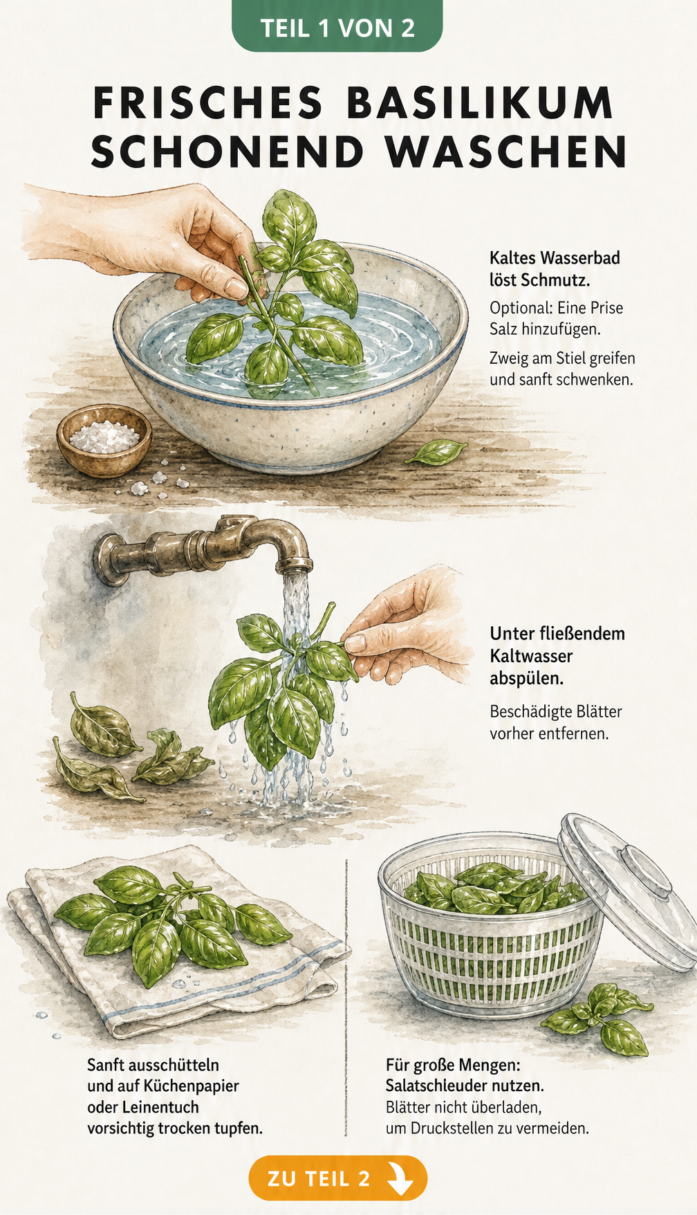 Illustration: Basilikumzweig in Wasserschüssel tauchen, unter fließendem Wasser abspülen und auf Leinentuch oder in Salatschleuder trocknen.