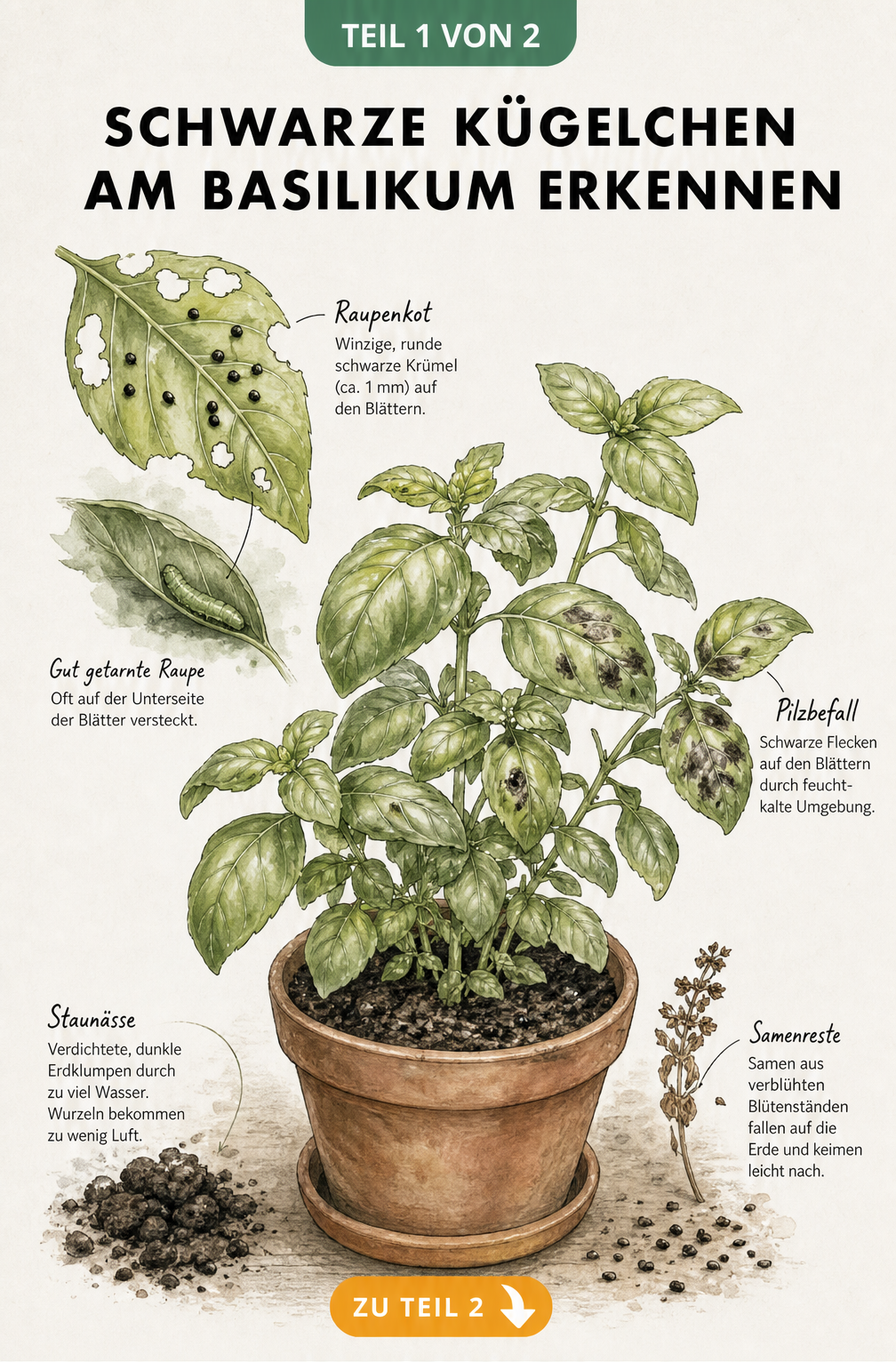 Botanische Illustration einer Basilikumpflanze mit schwarzen Kügelchen auf den Blättern, Raupenkot und Fraßspuren