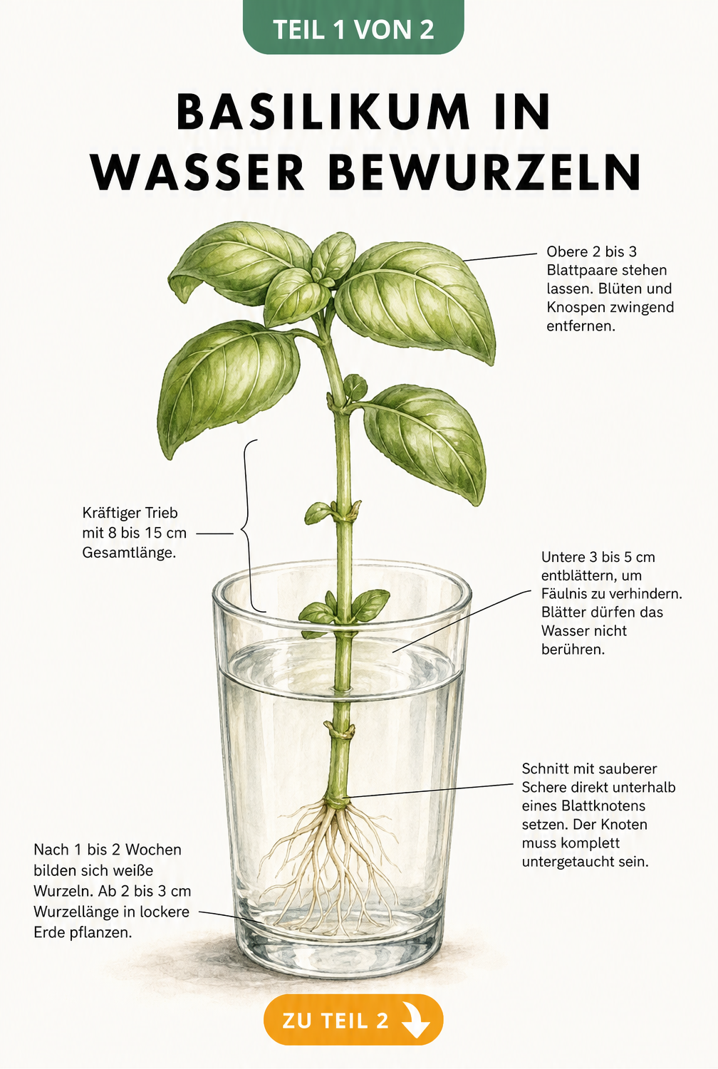Botanische Illustration eines Basilikumstecklings in einem Wasserglas mit Markierungen zum richtigen Schnitt und Entblättern