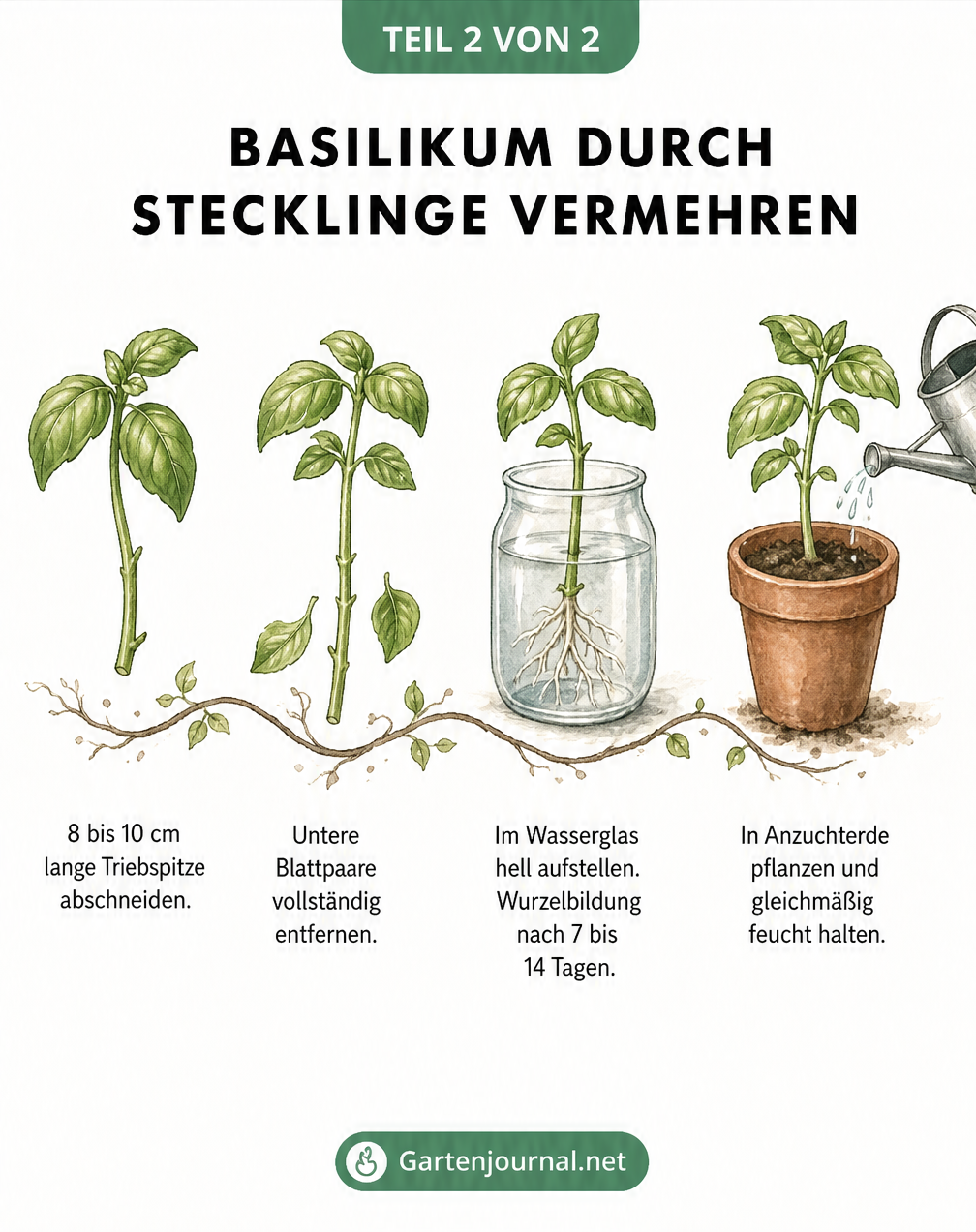 Illustration: Basilikum durch Stecklinge im Wasserglas vermehren und einpflanzen