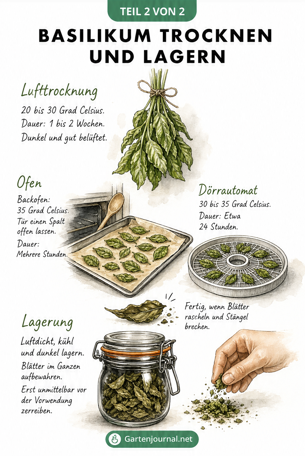 Illustration verschiedener Methoden zum Trocknen von Basilikum an der Luft, im Backofen und im Dörrautomat sowie die Lagerung im Glas.