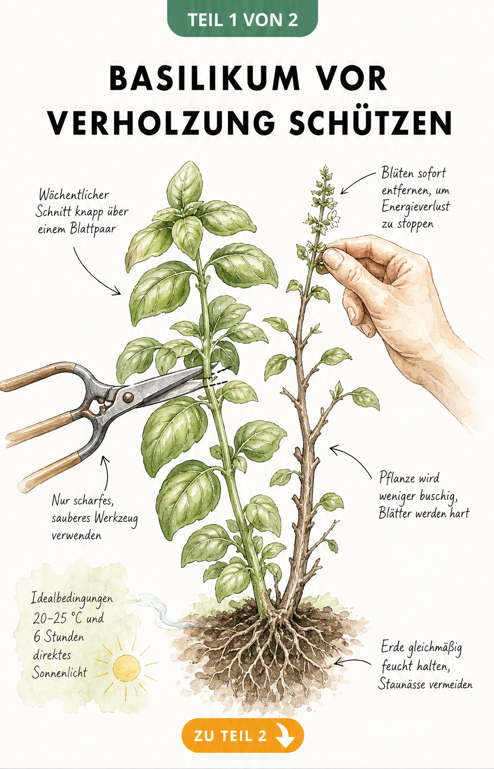 Botanische Illustration einer Basilikumpflanze mit einem grünen und einem verholzten Trieb, an der eine Schere den richtigen Schnitt zeigt.