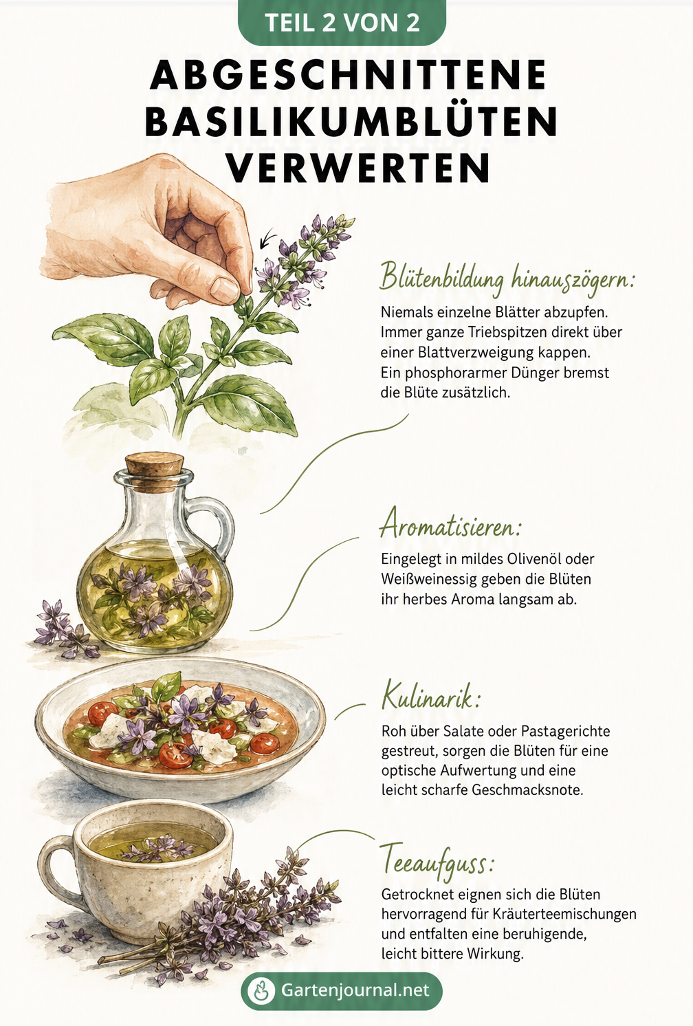 Illustrationen zur Verwertung von Basilikumblüten: Einlegen in Öl, als Garnitur für Suppen und als Teeaufguss