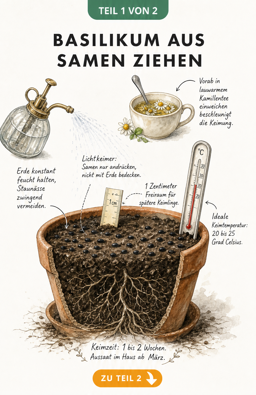 Querschnitt eines Terrakotta-Topfes mit Basilikumsamen auf der Erde, Sprühflasche und Thermometer