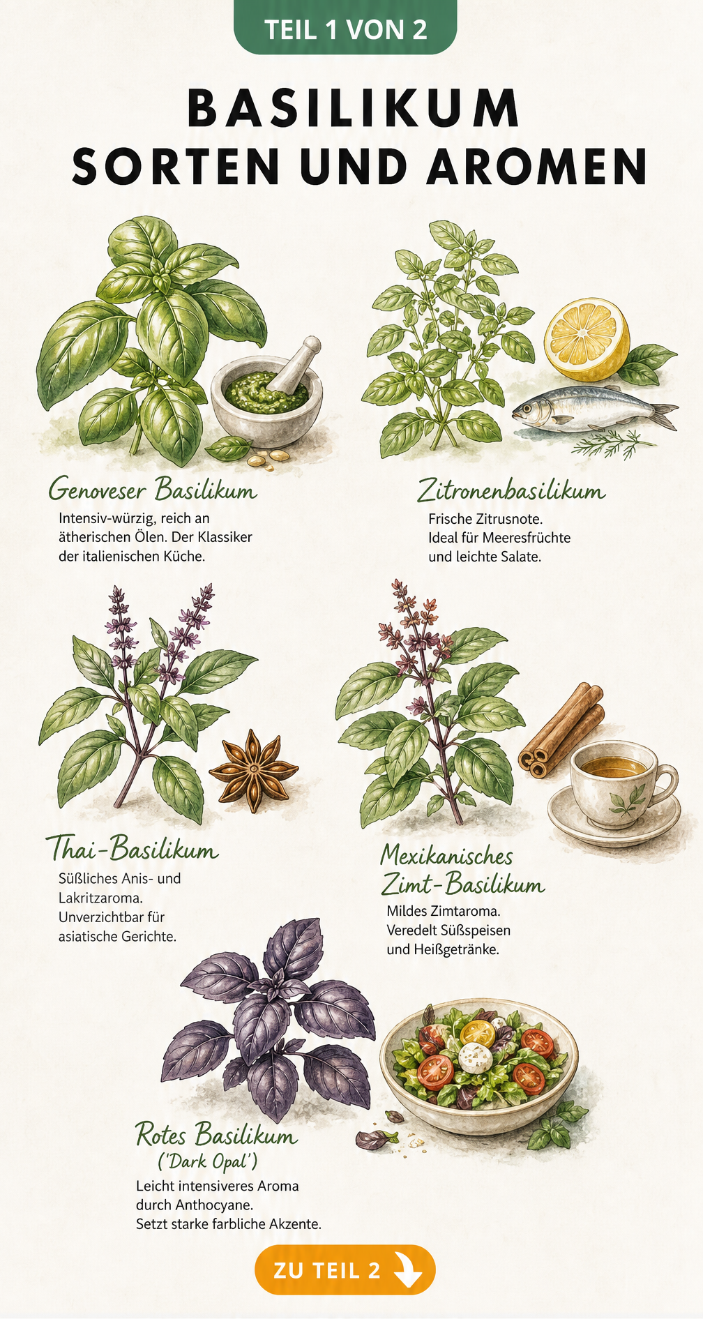 Aquarell-Illustration von fünf Basilikumsorten mit ihren typischen Aromen und passenden Zutaten wie Pesto, Zitrone und Sternanis