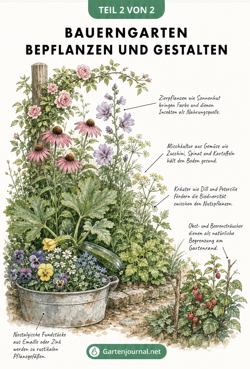 Botanische Illustration eines Bauerngarten-Beets mit Rambler-Rose, Sonnenhut, Zucchini, Kräutern und einer bepflanzten Zinkwanne
