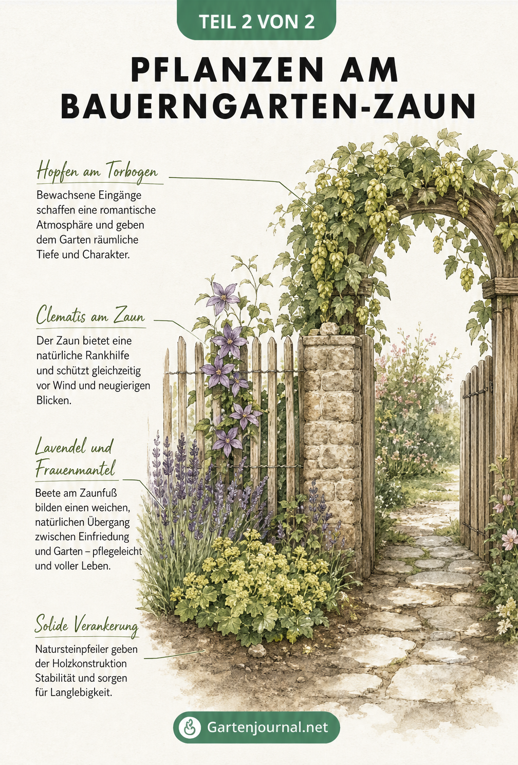 Aquarell-Zeichnung eines Holzzauns mit Torbogen, bepflanzt mit Clematis, Hopfen, Lavendel und Frauenmantel