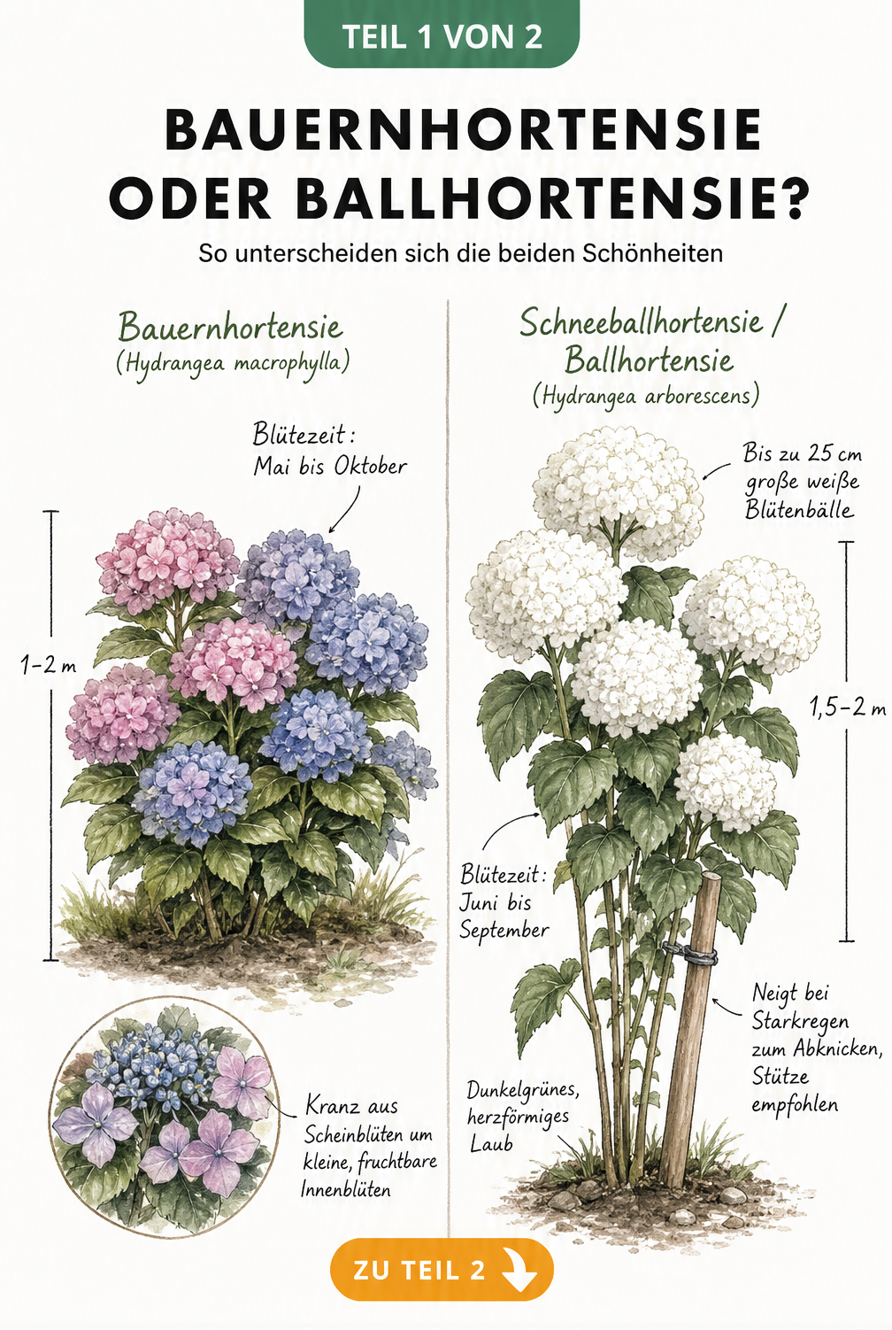 Illustration der Bauernhortensie und Ballhortensie im direkten Vergleich mit Wuchshöhe, Blütenform und Blütezeit