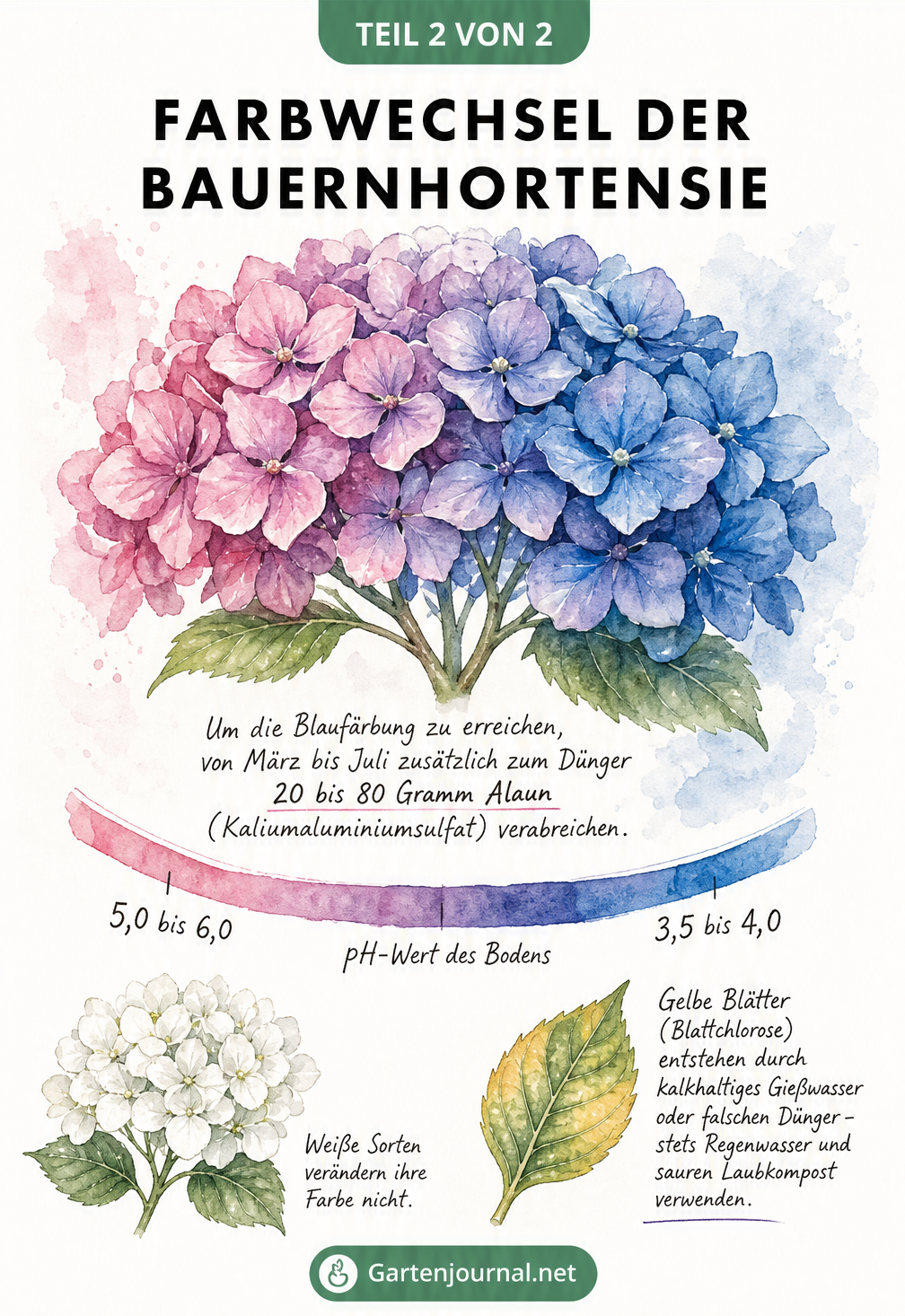 Aquarell-Illustration einer Hortensienblüte mit Farbverlauf von Rosa zu Blau, pH-Wert-Skala und Tipps gegen gelbe Blätter