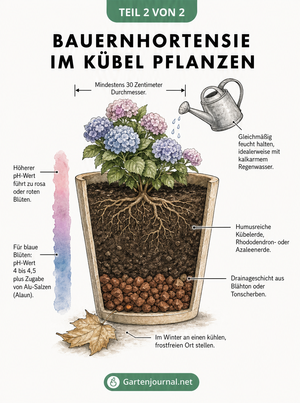 Querschnitt eines Pflanzkübels mit einer Bauernhortensie, der die Drainageschicht, die Kübelerde und eine Farbskala zur Beeinflussung der Blütenfarbe durch den...