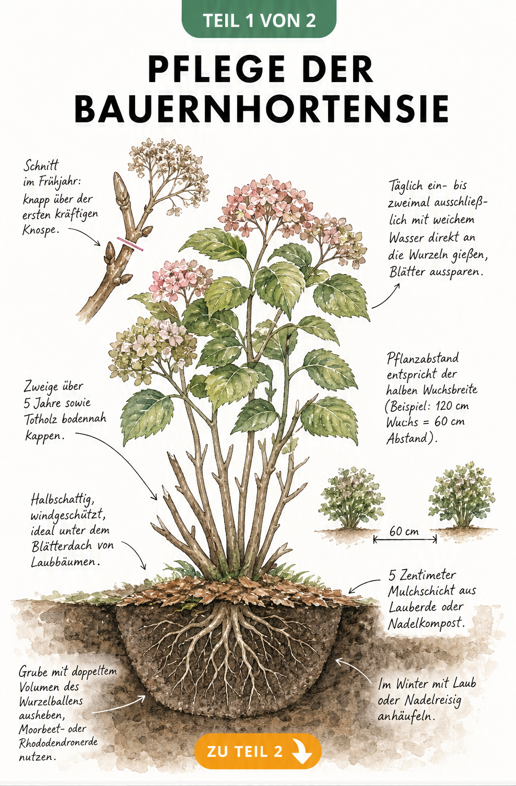 Botanische Illustration einer Bauernhortensie mit Wurzelballen, Pflanzabstand und Hinweisen zu Schnitt und Pflege