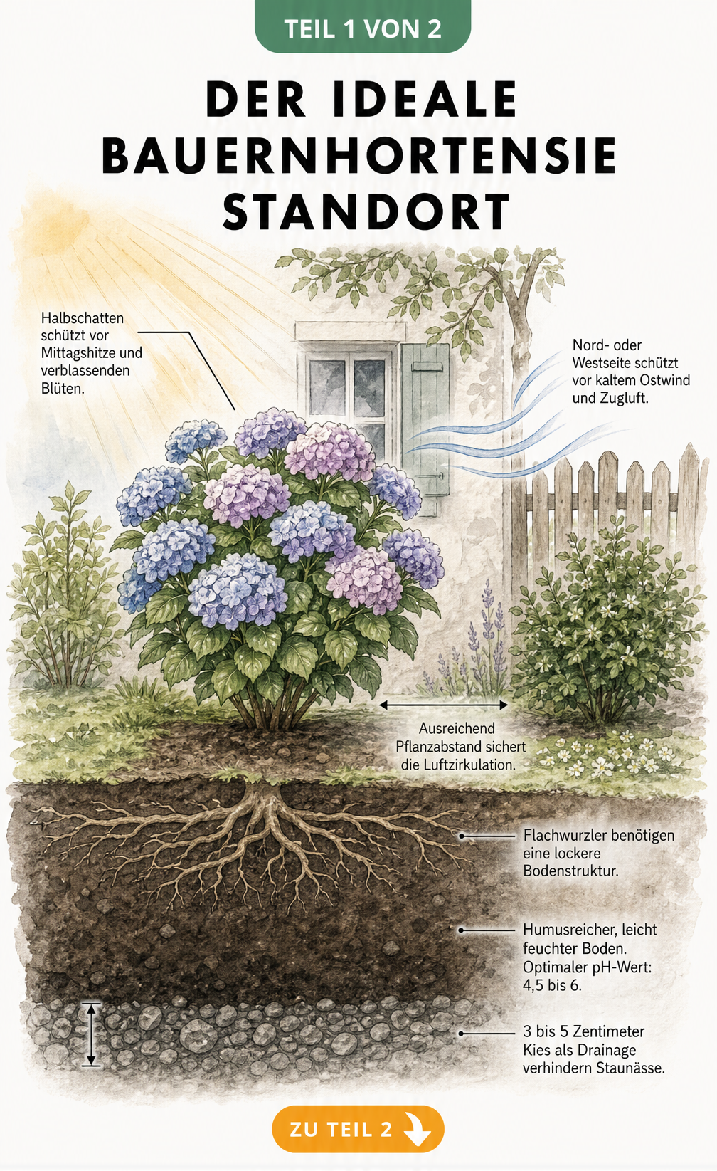 Querschnitt eines Gartens mit einer Bauernhortensie, der den idealen Standort im Halbschatten, Windschutz und den optimalen Bodenaufbau mit Drainage zeigt.