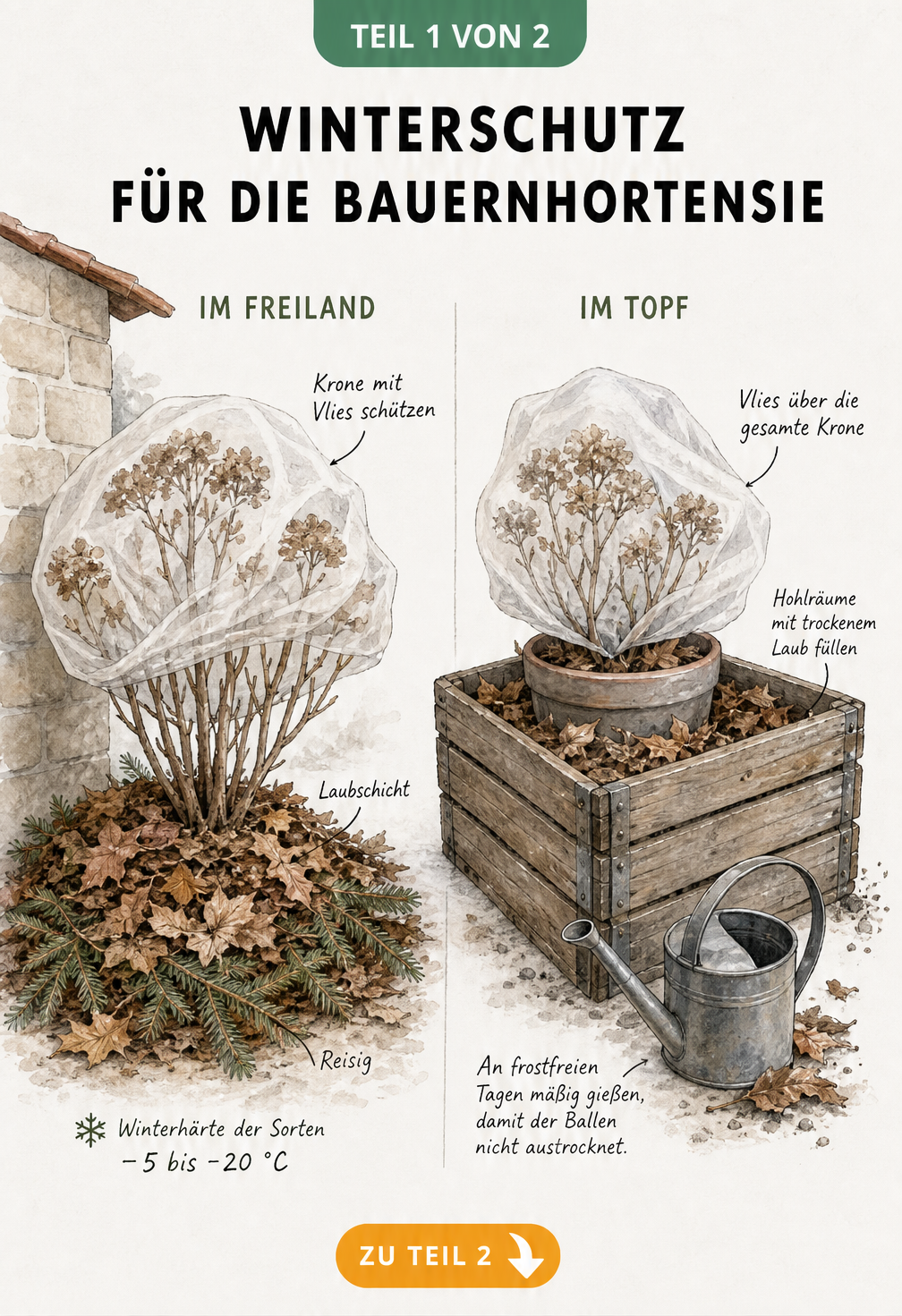 Illustration einer Bauernhortensie im Winter: Links im Freiland mit Laub und Reisig geschützt, rechts im Topf mit Holzkiste und Vlies.