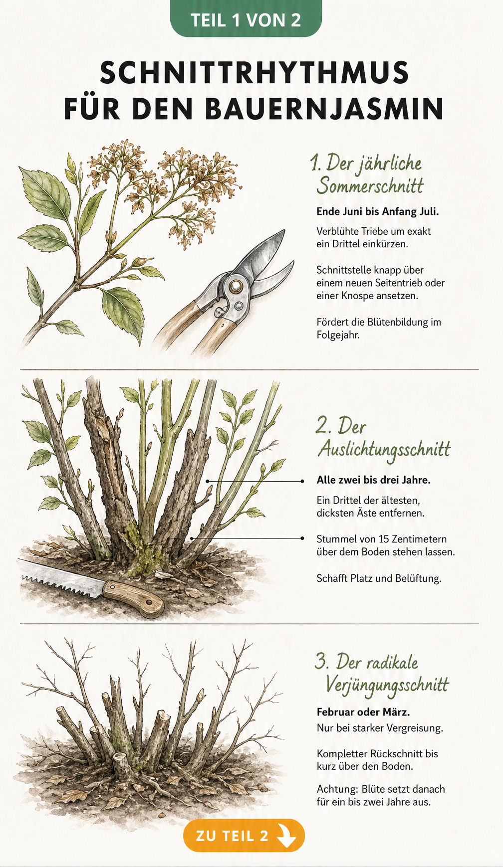 Illustration der drei Schnittarten für Bauernjasmin: Sommerschnitt, Auslichtungsschnitt und radikaler Verjüngungsschnitt mit passendem Werkzeug.