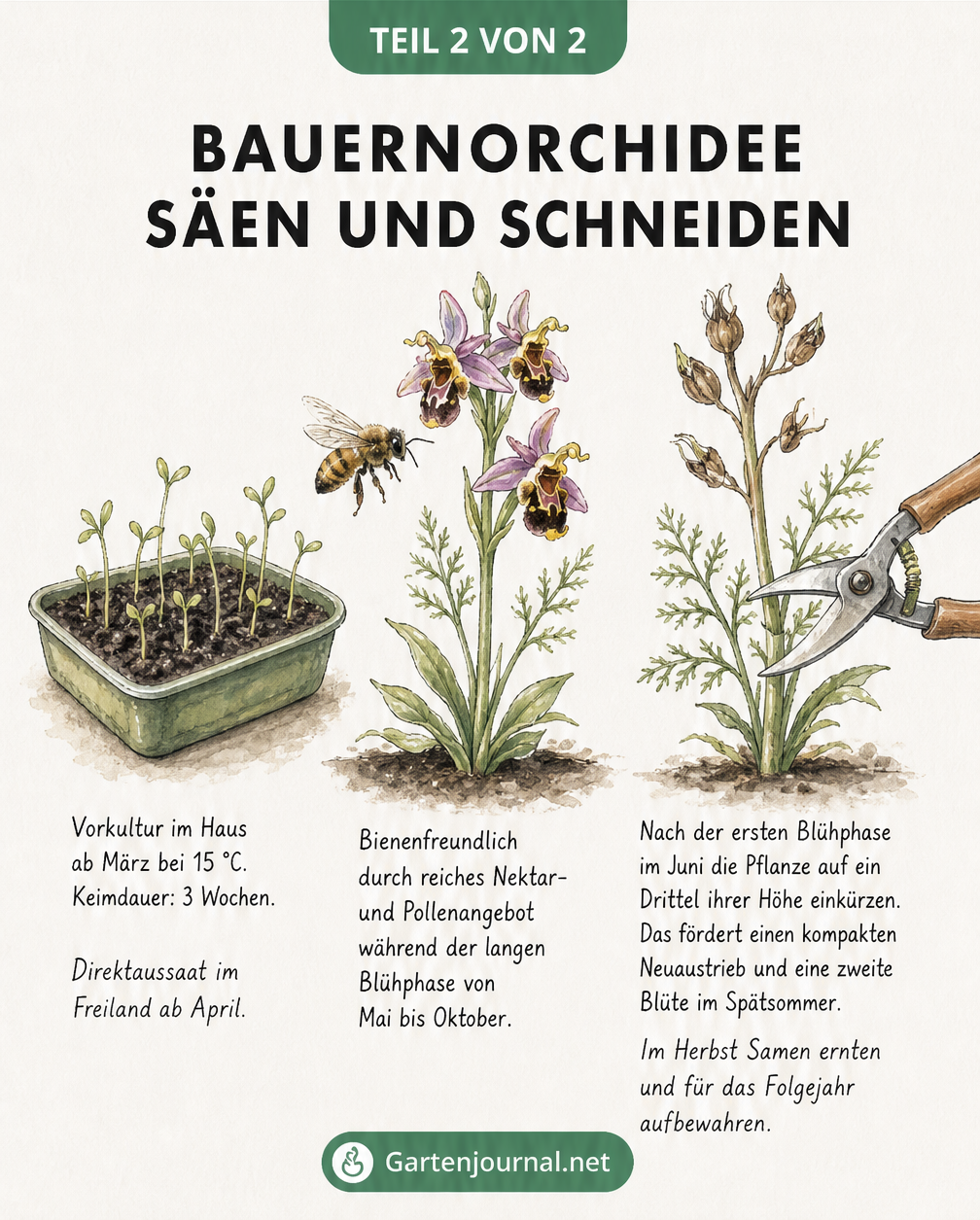Illustration zur Aussaat, Bienenfreundlichkeit und zum Rückschnitt der Bauernorchidee