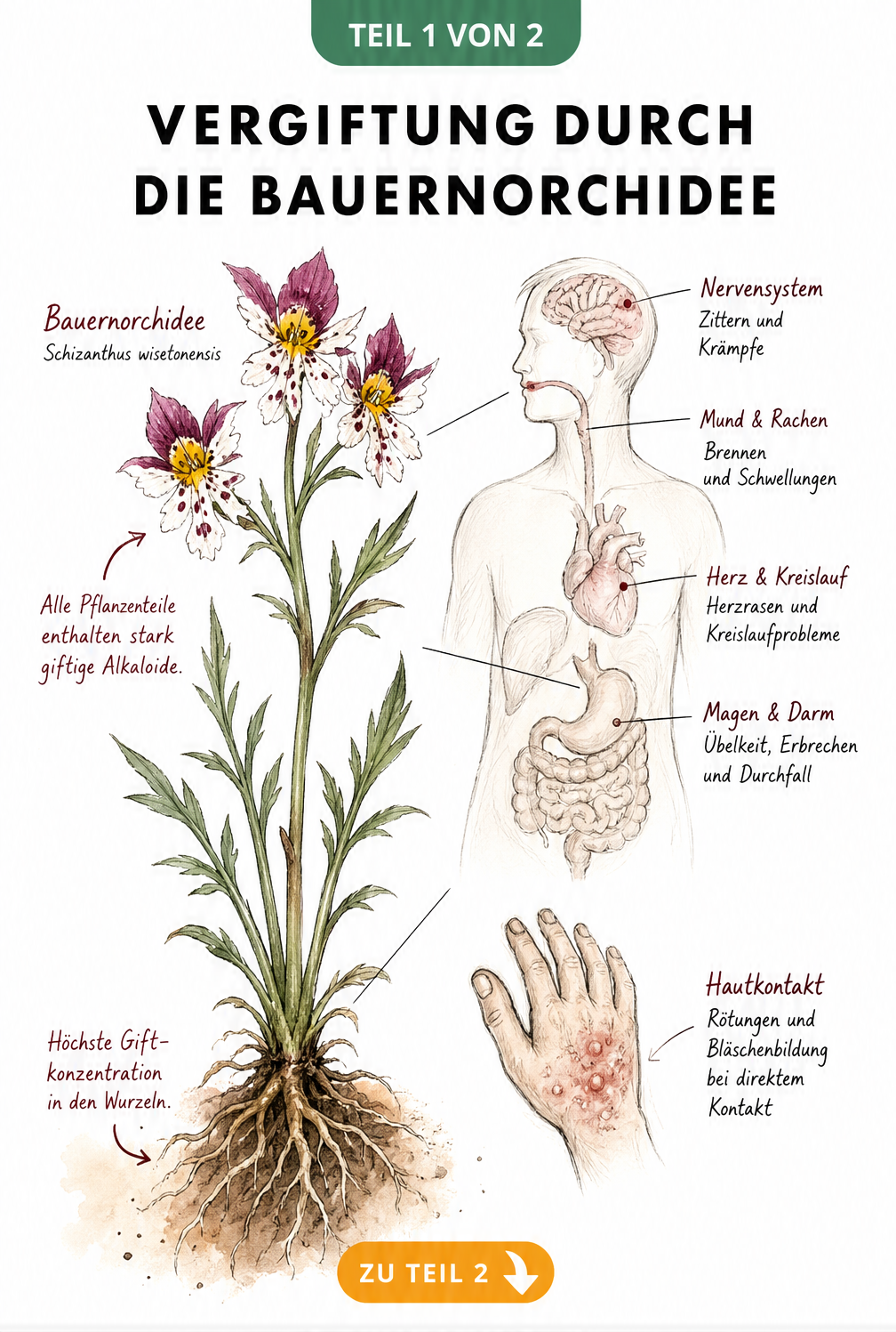 Botanische Illustration der Bauernorchidee mit Hinweisen auf giftige Pflanzenteile und Vergiftungssymptome am menschlichen Körper