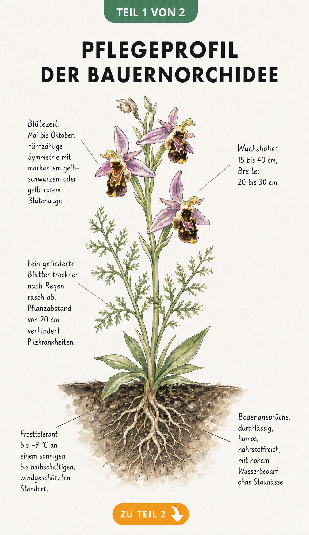 Botanische Illustration der Bauernorchidee mit Details zu Blüte, Wuchs, Blättern und Standortansprüchen