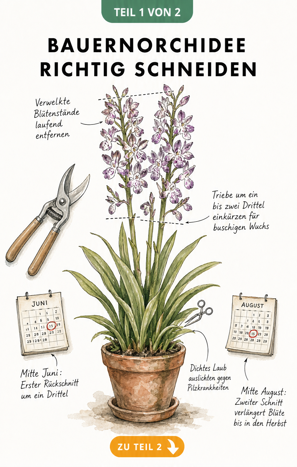 Botanische Illustration einer Bauernorchidee mit Schnittzonen und Zeitpunkten für den Rückschnitt