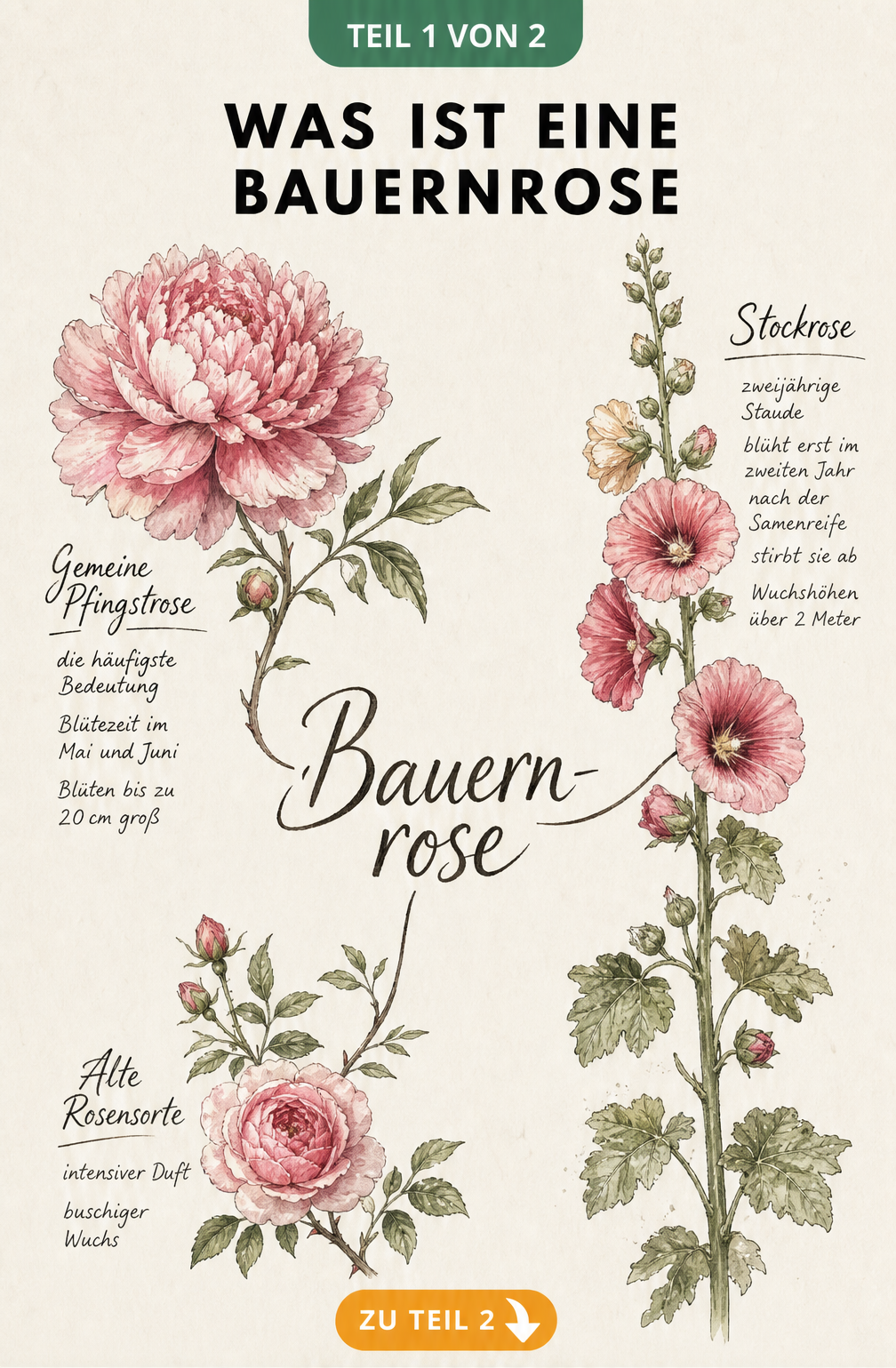 Illustration einer Bauernrose mit drei verschiedenen Blüten: Gemeine Pfingstrose, Stockrose und Alte Rosensorte