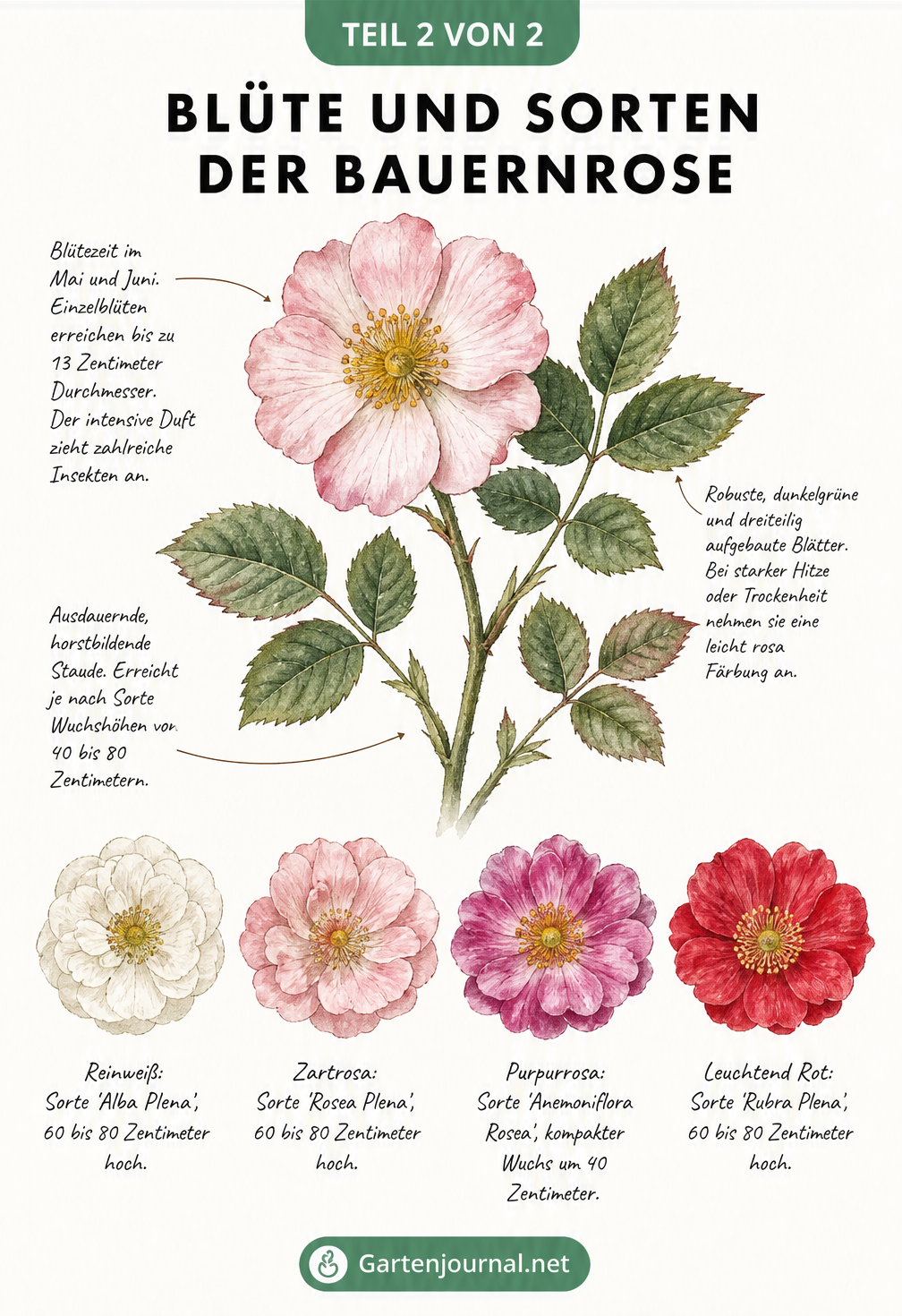 Illustration einer Bauernrosen-Blüte mit Blättern und vier verschiedenen Sorten in Weiß, Zartrosa, Purpurrosa und Rot