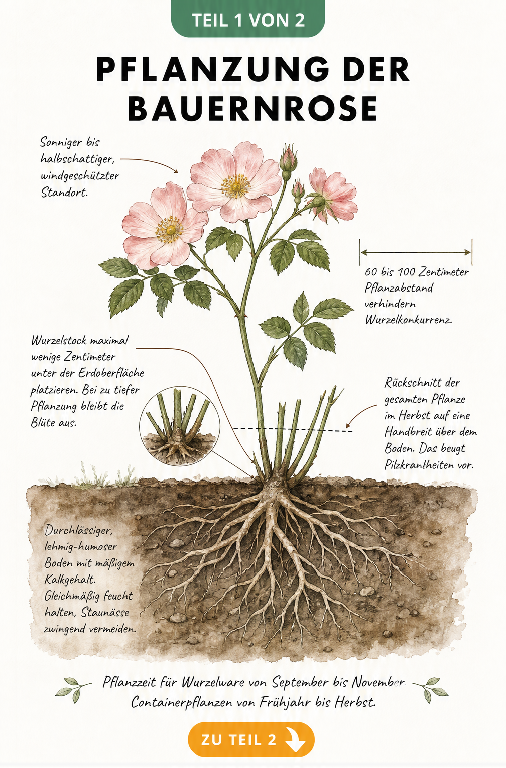 Botanische Illustration der Bauernrose mit Wurzelstock, Pflanzabstand und Hinweisen zu Standort und Rückschnitt
