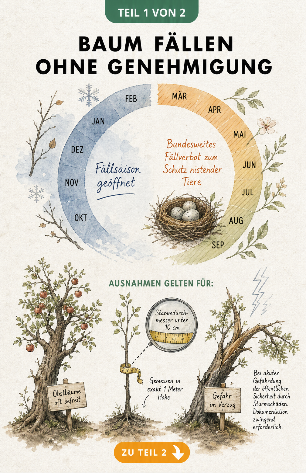 Illustration von Ausnahmen beim Baumfällen: Obstbäume, Bäume unter 10 cm Stammdurchmesser und Gefahrenbäume