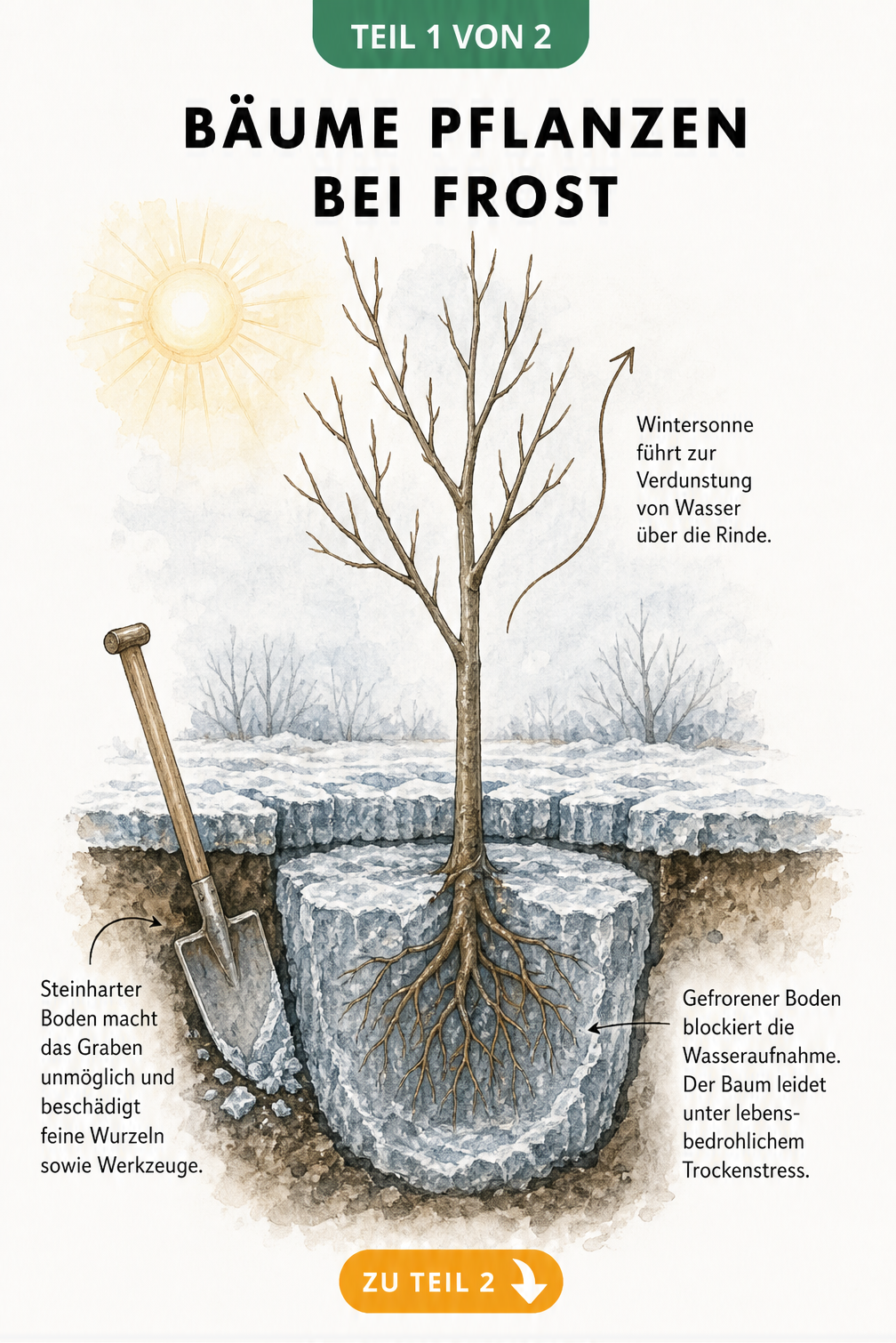 Querschnitt-Illustration eines jungen Baumes im Winter, die zeigt, wie gefrorener Boden die Wasseraufnahme blockiert und Trockenstress verursacht.