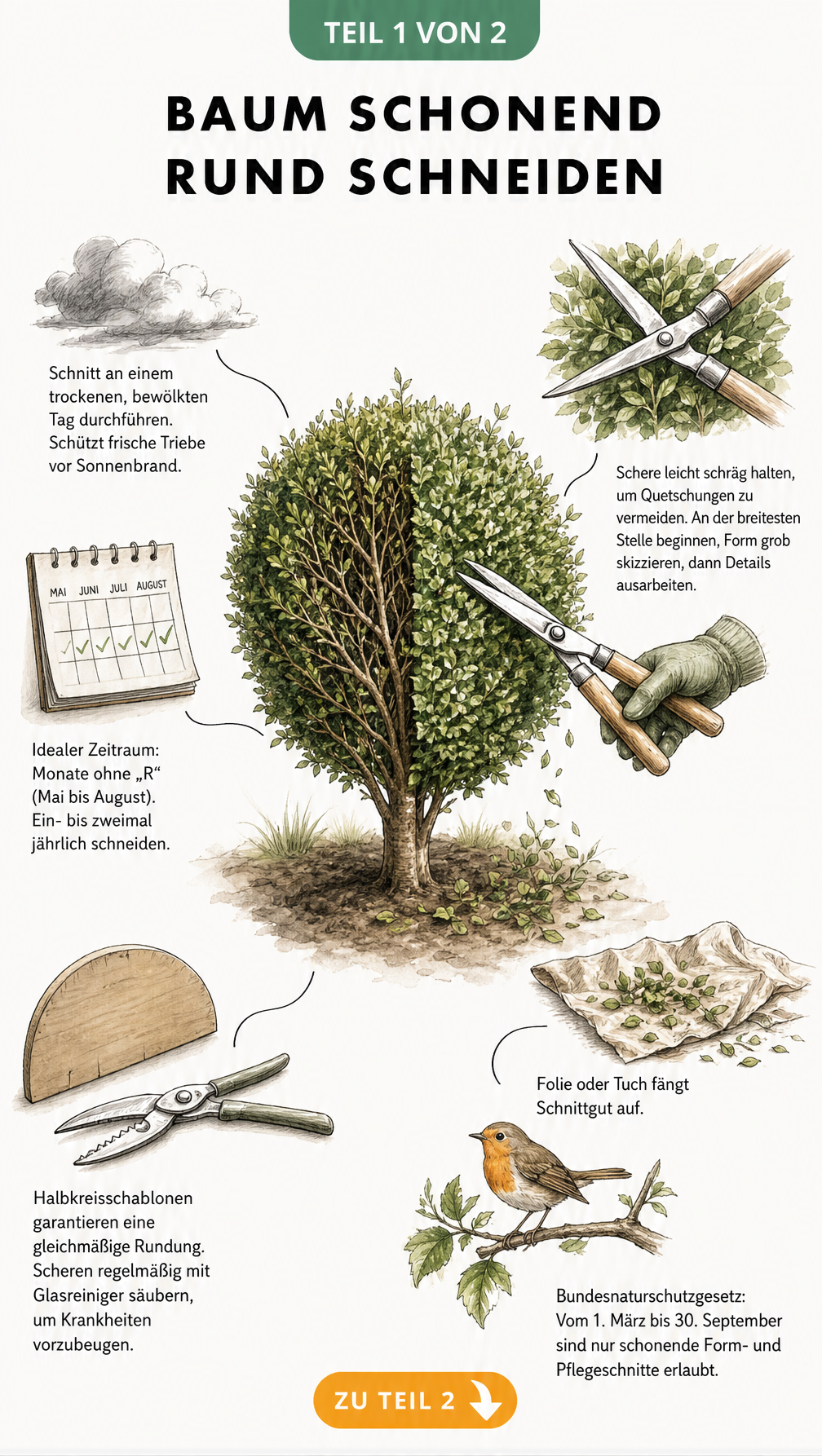 Botanische Illustration eines Buchsbaums beim Formschnitt mit Hinweisen zu Zeitpunkt, Technik, Hilfsmitteln und rechtlichen Vorgaben