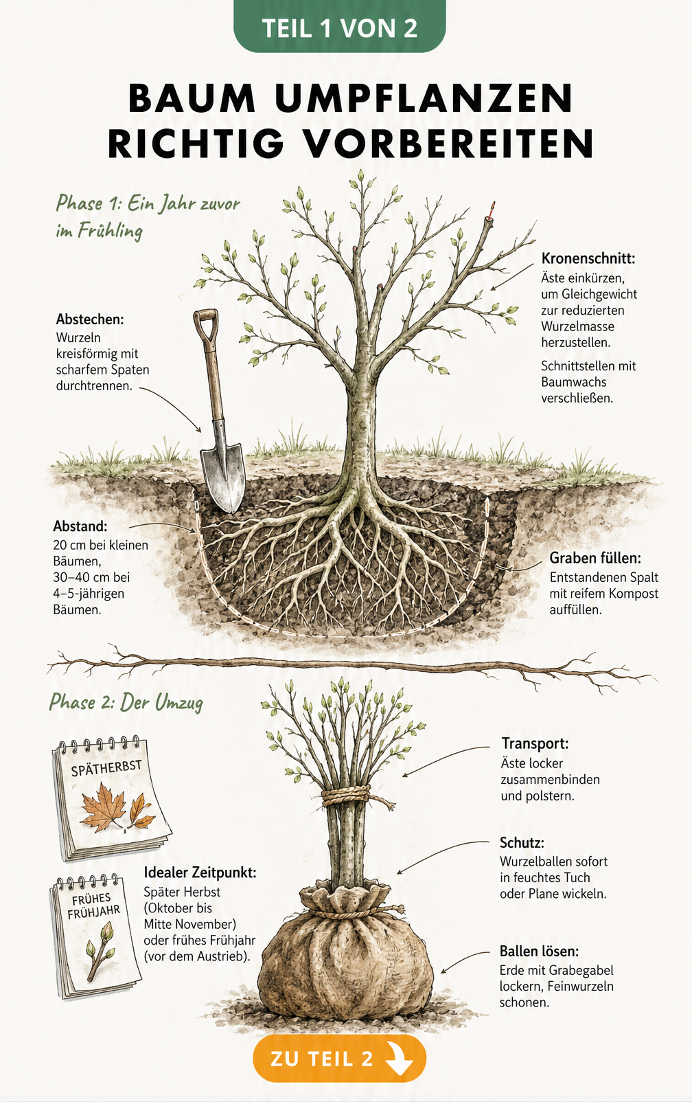 Botanische Querschnitts-Illustration zur Vorbereitung beim Baum umpflanzen, zeigt Abstechen der Wurzeln und Kronenschnitt.
