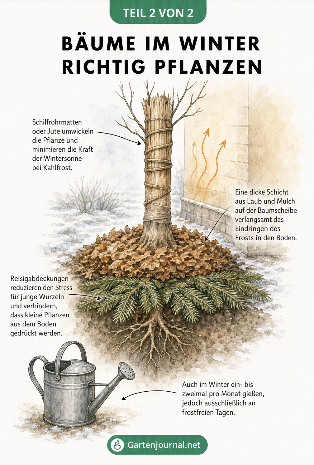 Illustration eines frisch gepflanzten Baumes im Winter mit Schutzmaßnahmen wie Schilfrohrmatten, Laubschicht und Reisigabdeckung.